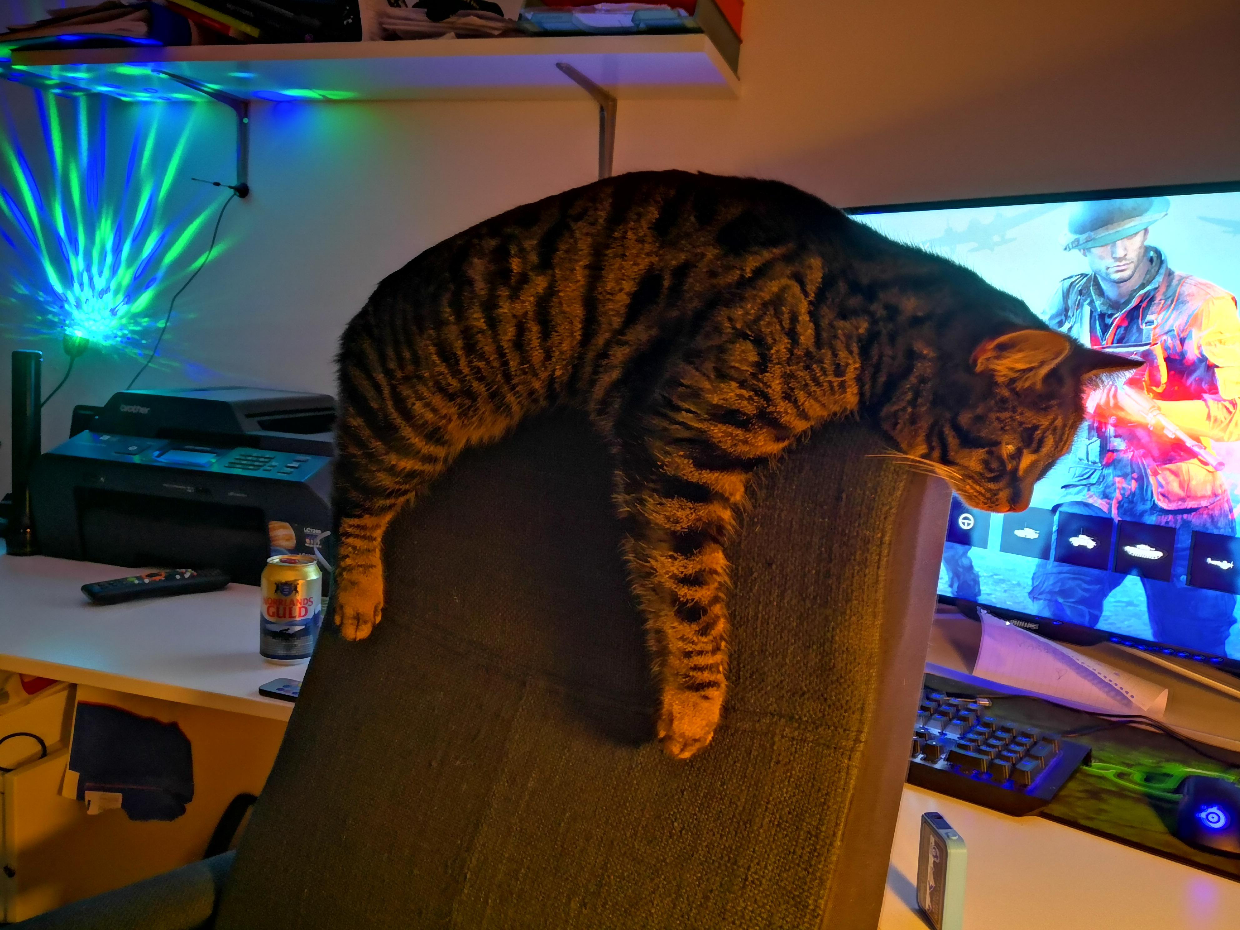 Battlefield cat. r/pics