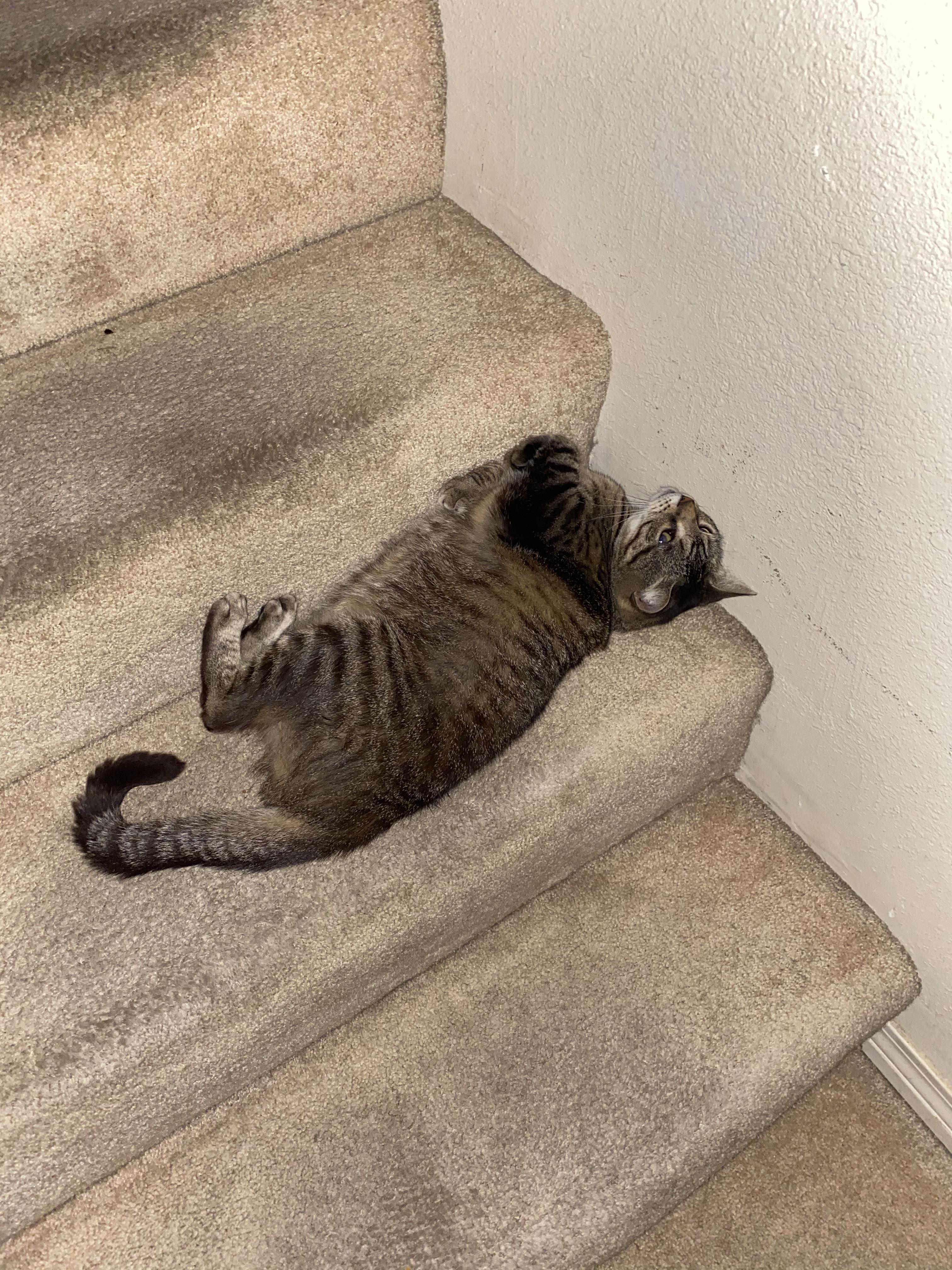 This photo of my cat works when you turn it upside down, too r/cats