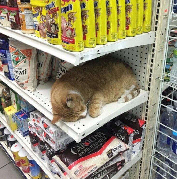 *Added to shopping cart. r/cats