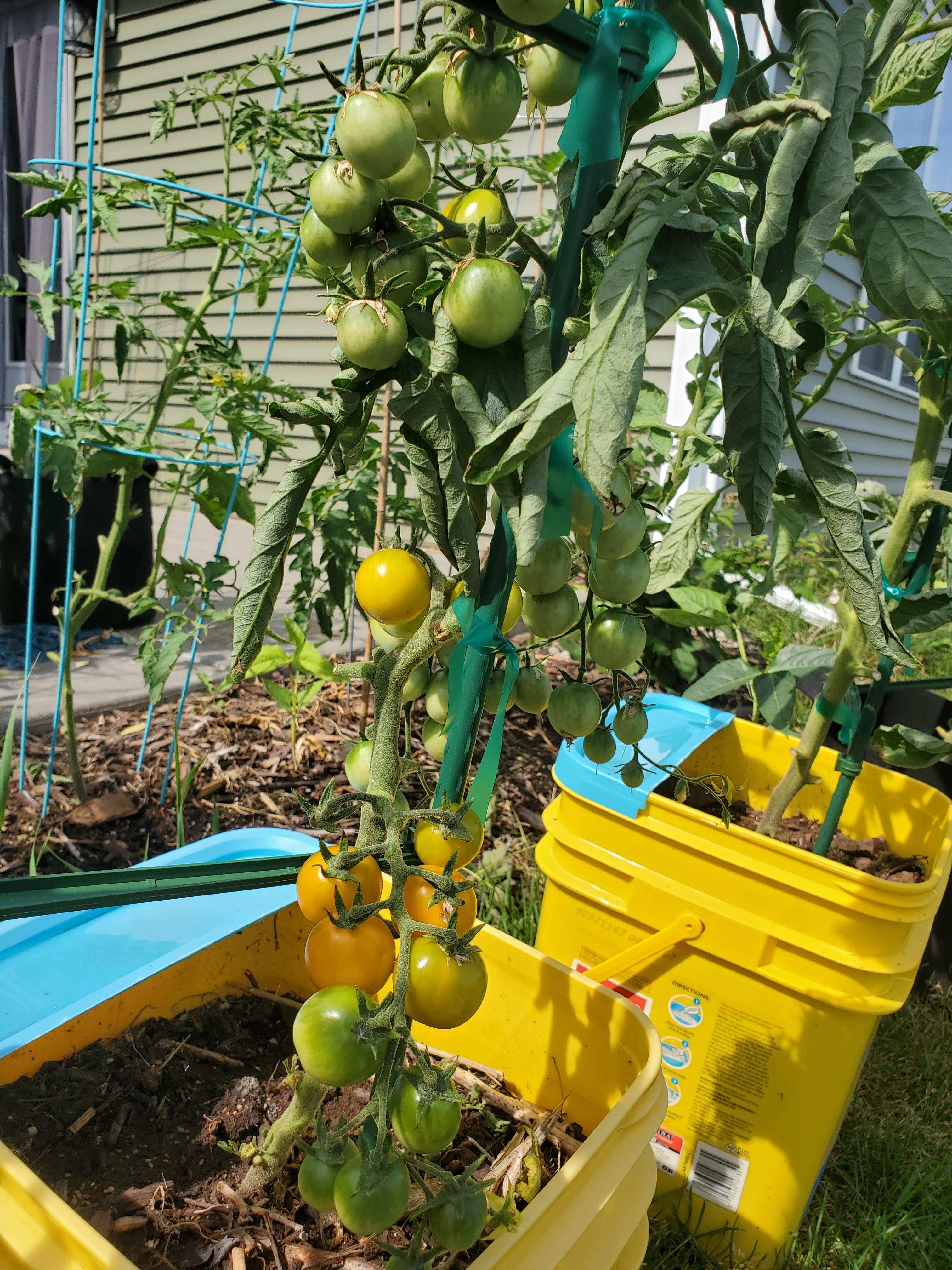 Who knew this terrible looking Sungold tomato can be so productive. r