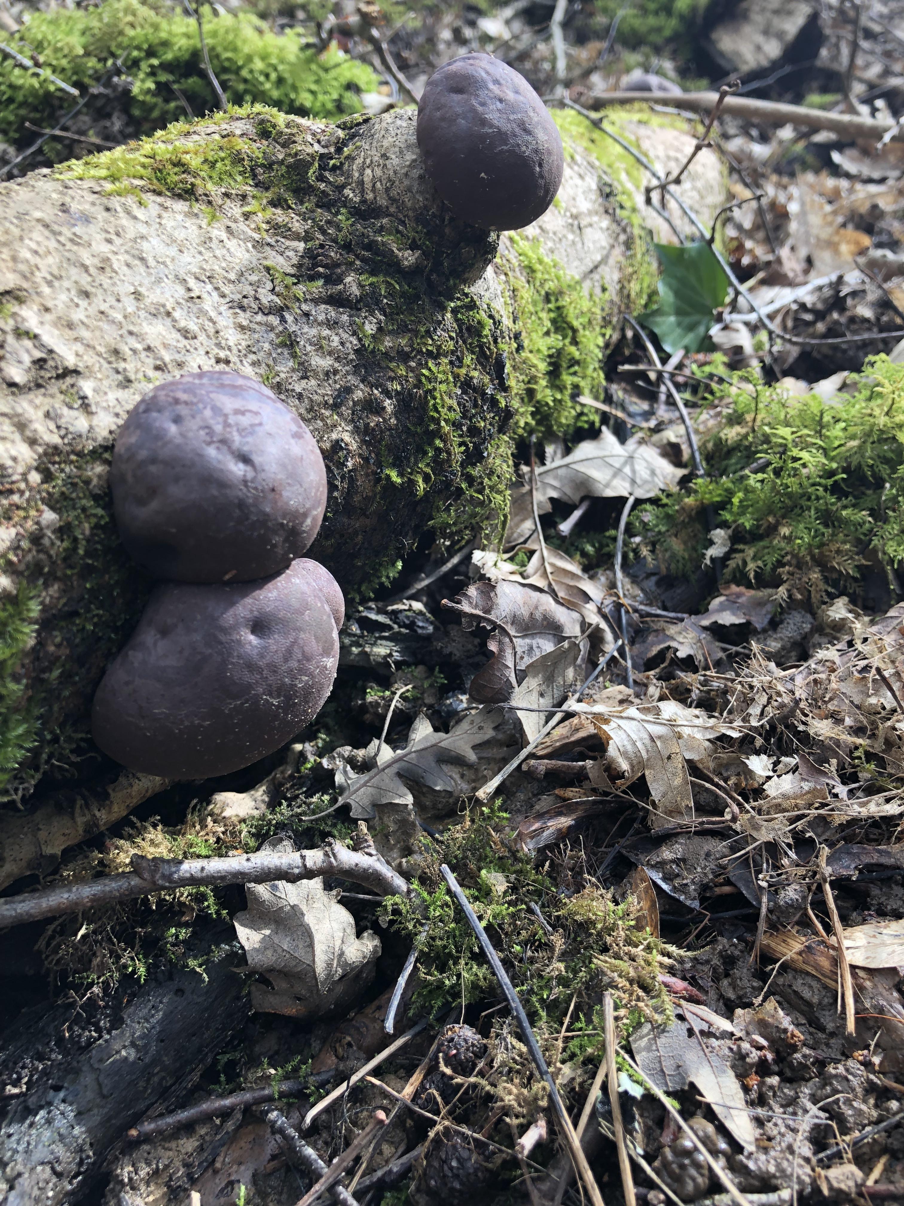 King Alfred’s cakes r/BushcraftUK