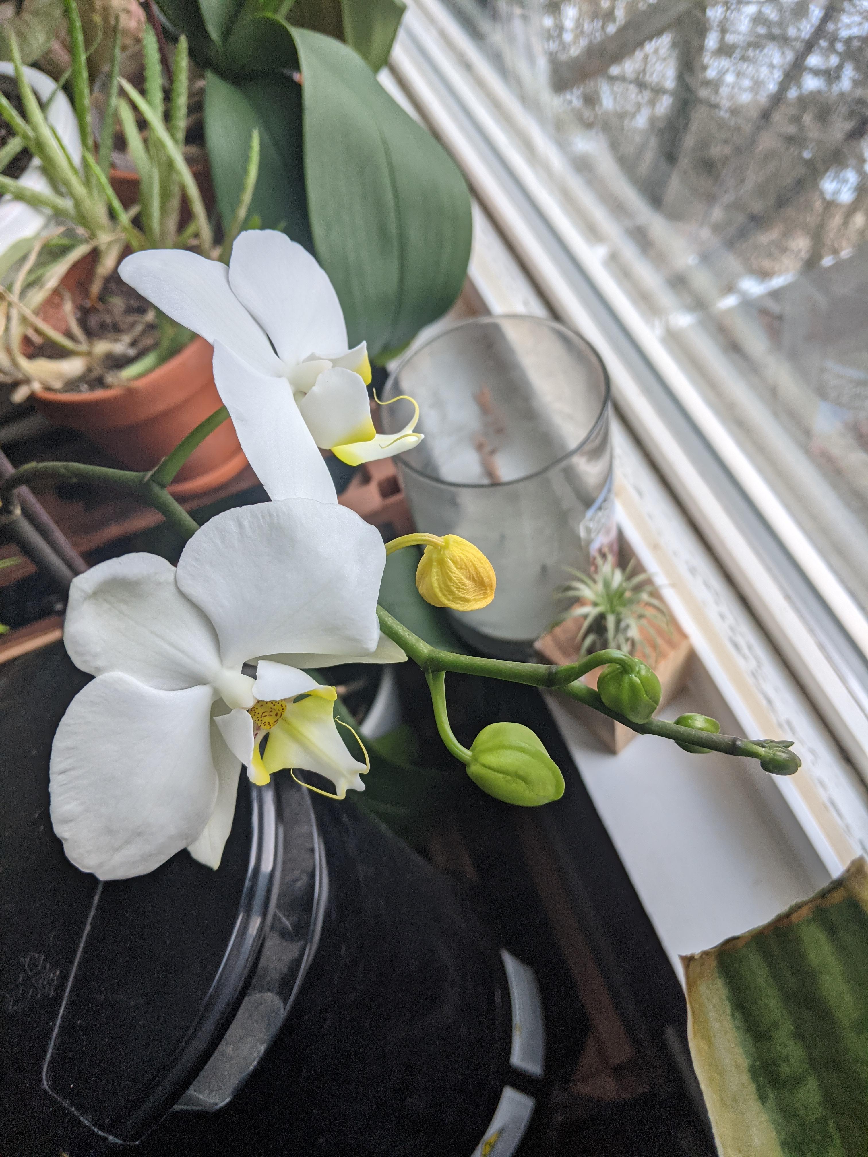 Blooming Orchid but One Blossom Died? r/plantclinic