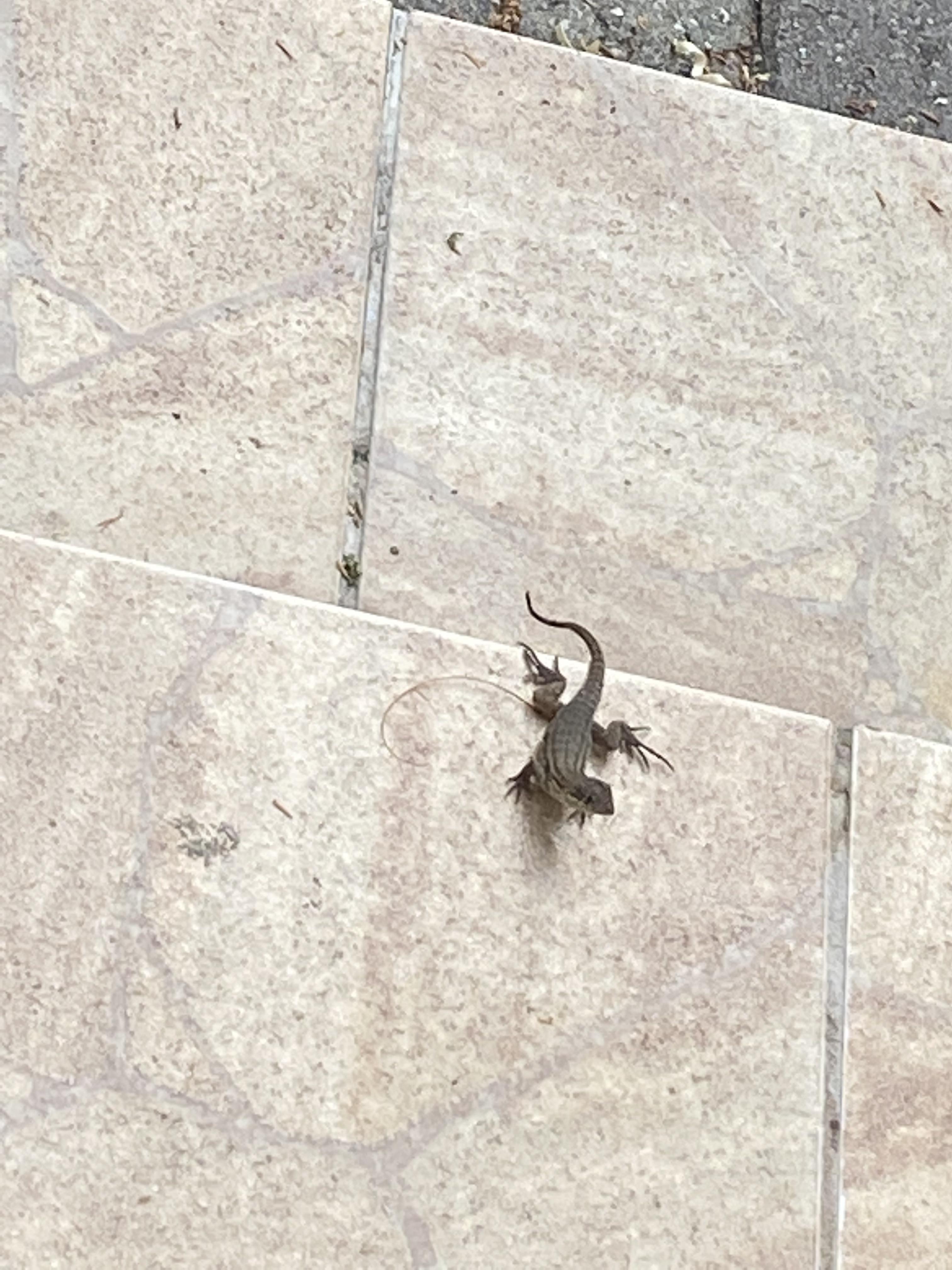 What is this and can I pet it? I’m in Florida r/Lizards