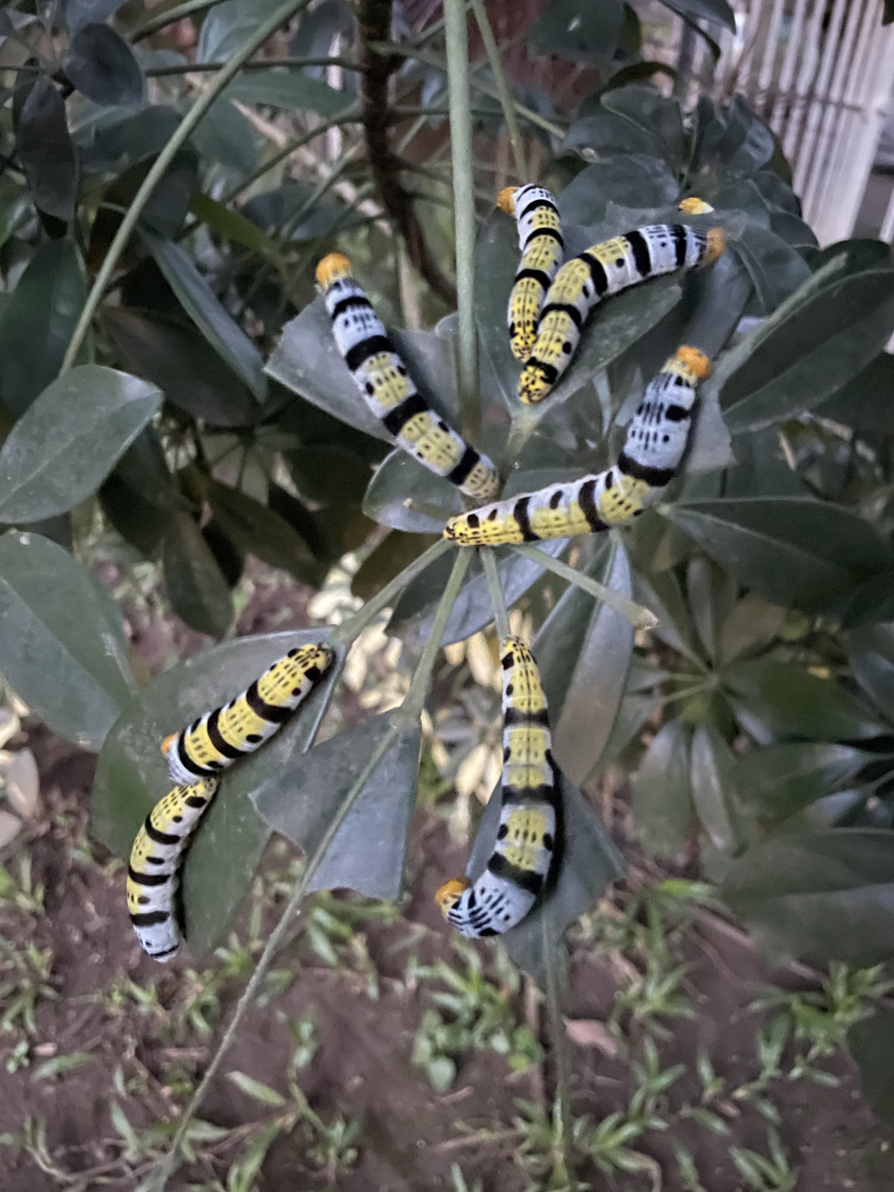 These things are eating some leaves in my garden. What are they? : r