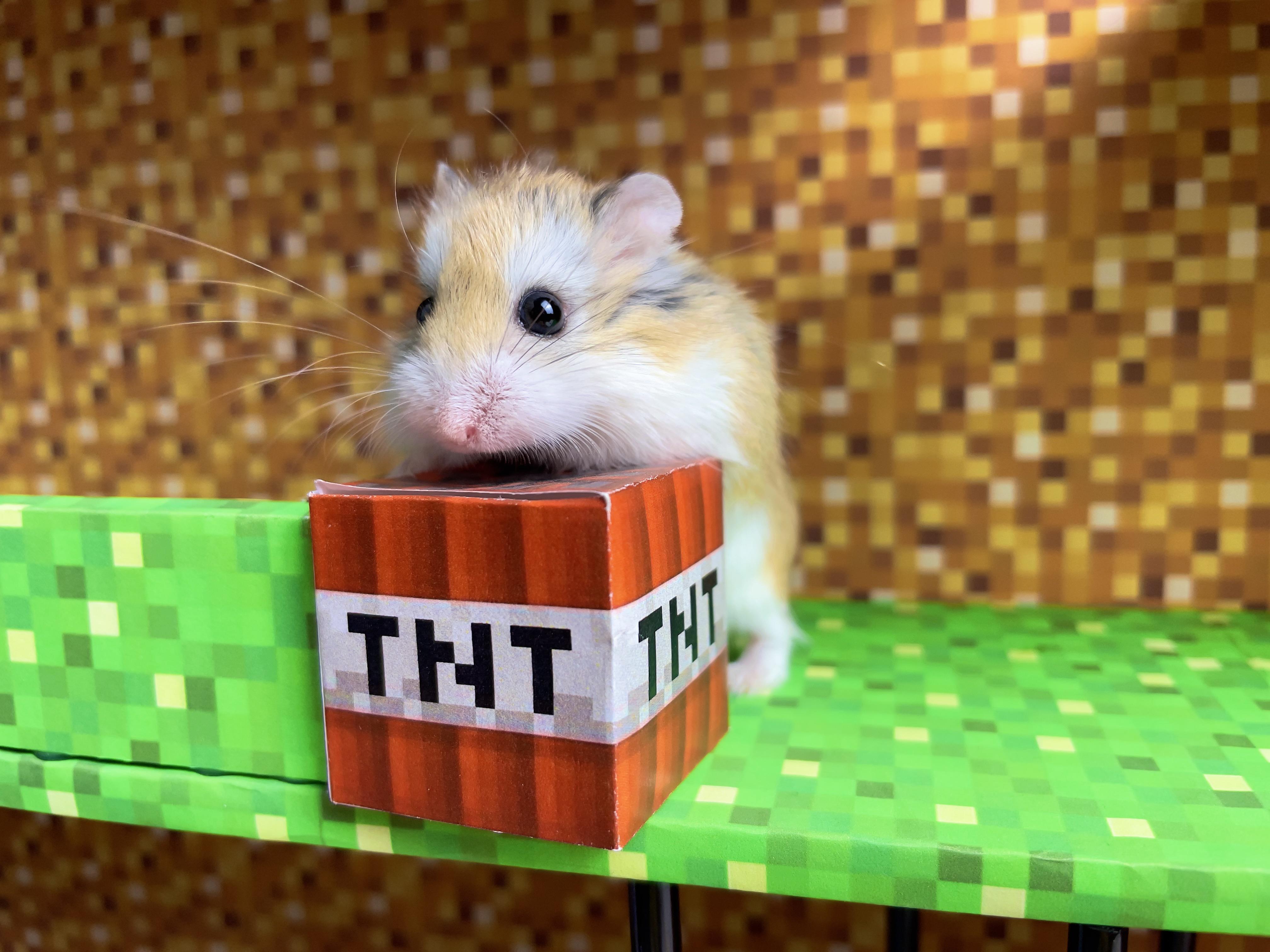 🐹 Hamster plays MINECRAFT ))) r/hamsters
