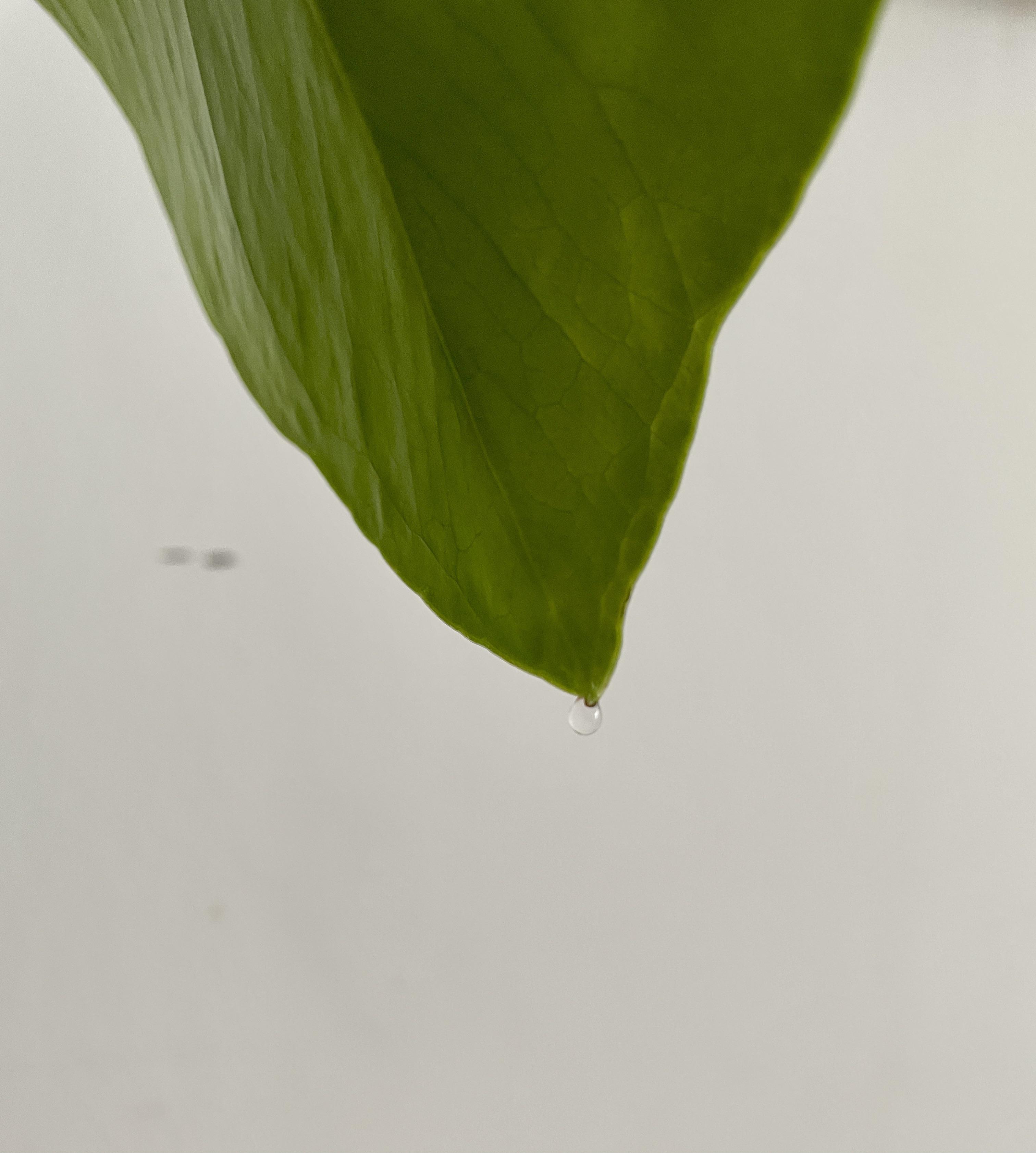 Newly (re?)potted monstera leaf keeps forming drops of water, why?? Is