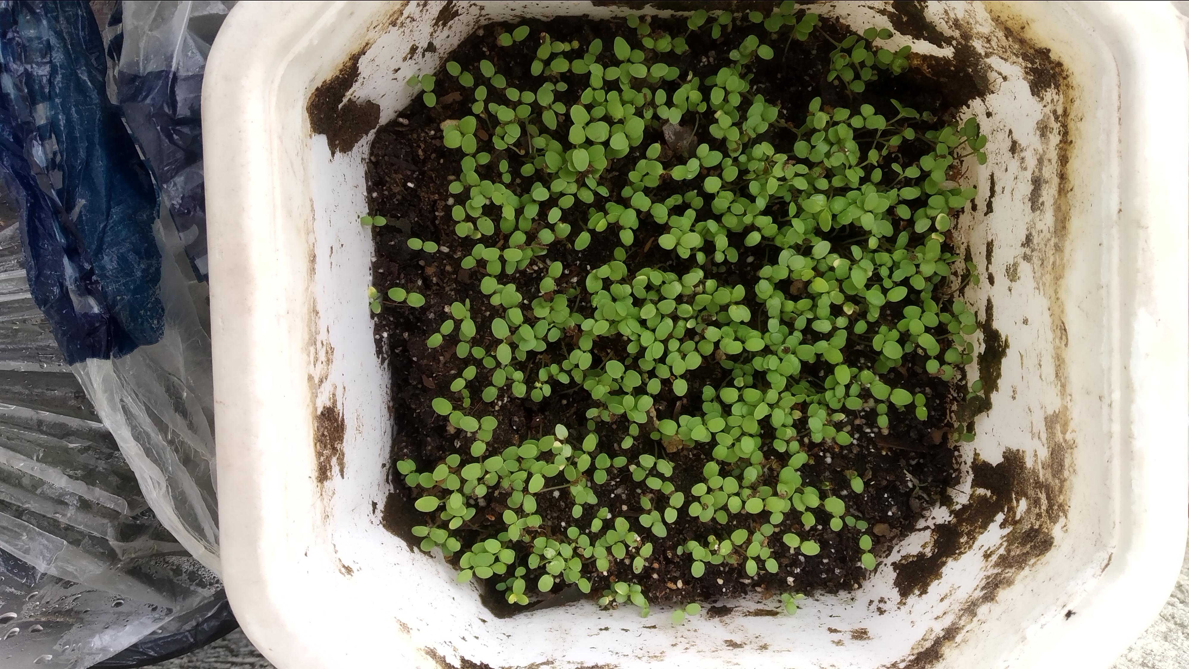 When and how to separate the seedlings of the alyssum? r/gardening