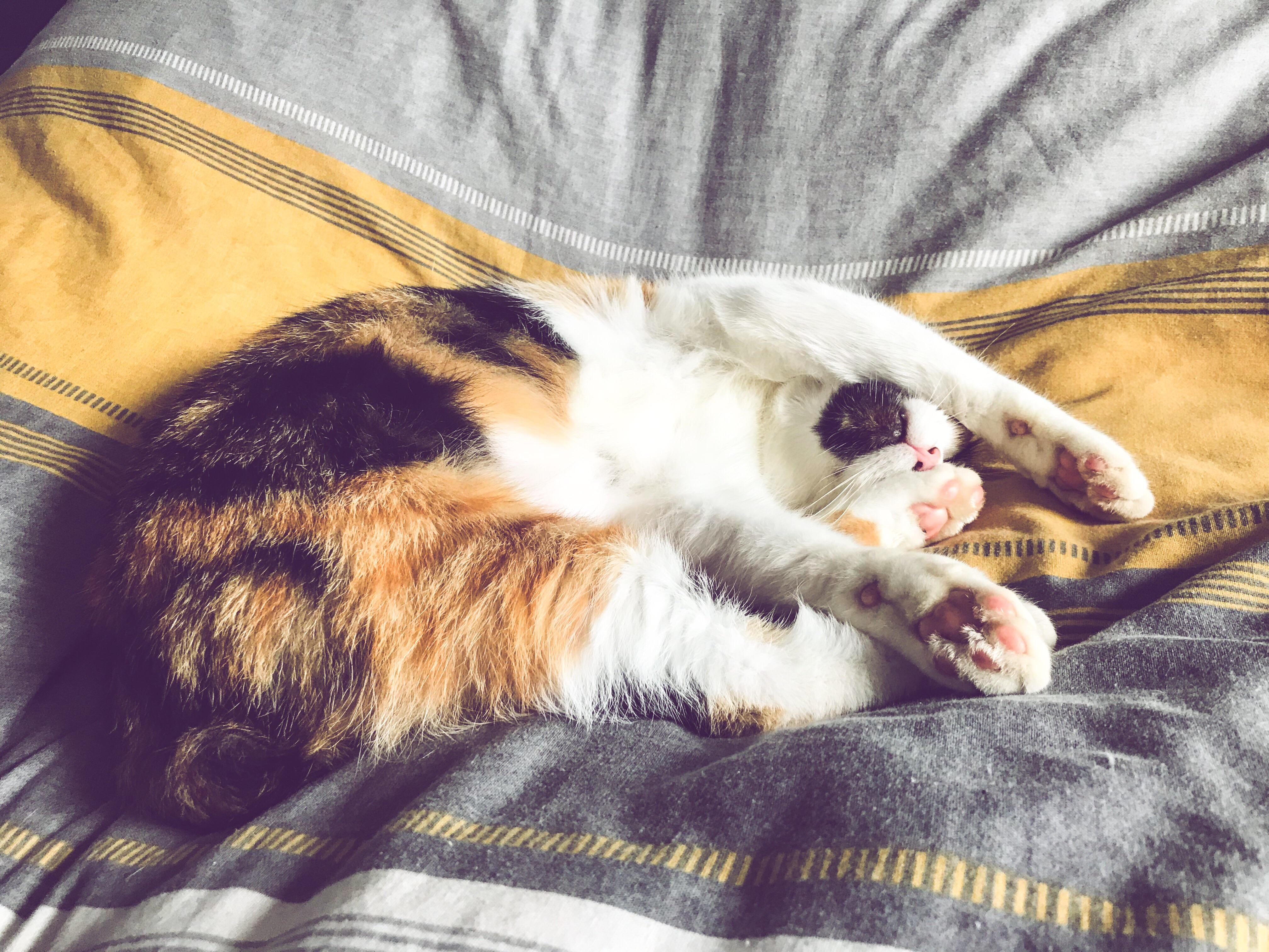 Cat naps are the best kind of naps 😽 r/cats