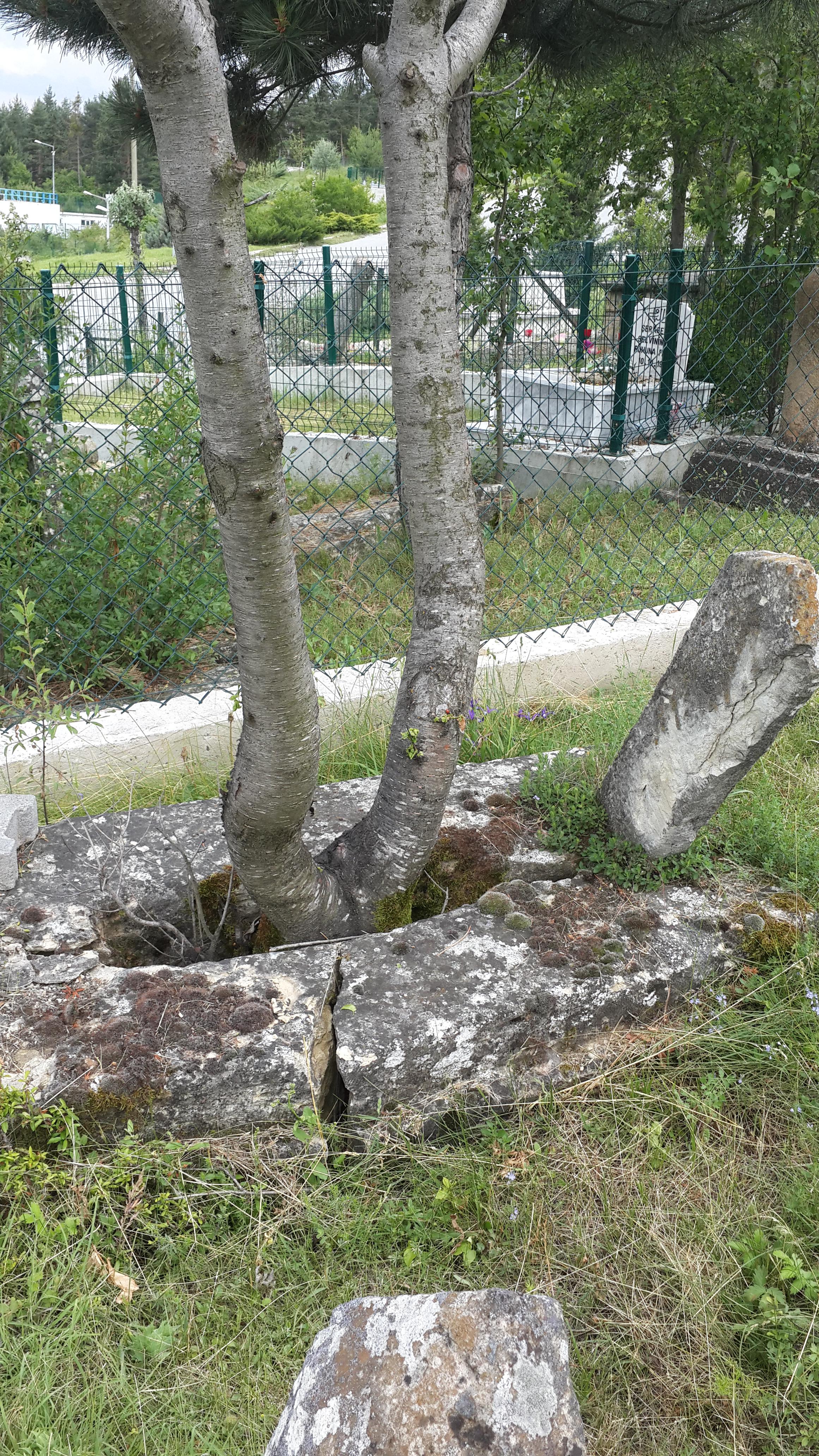Tree growing out of a grave. r/natureismetal