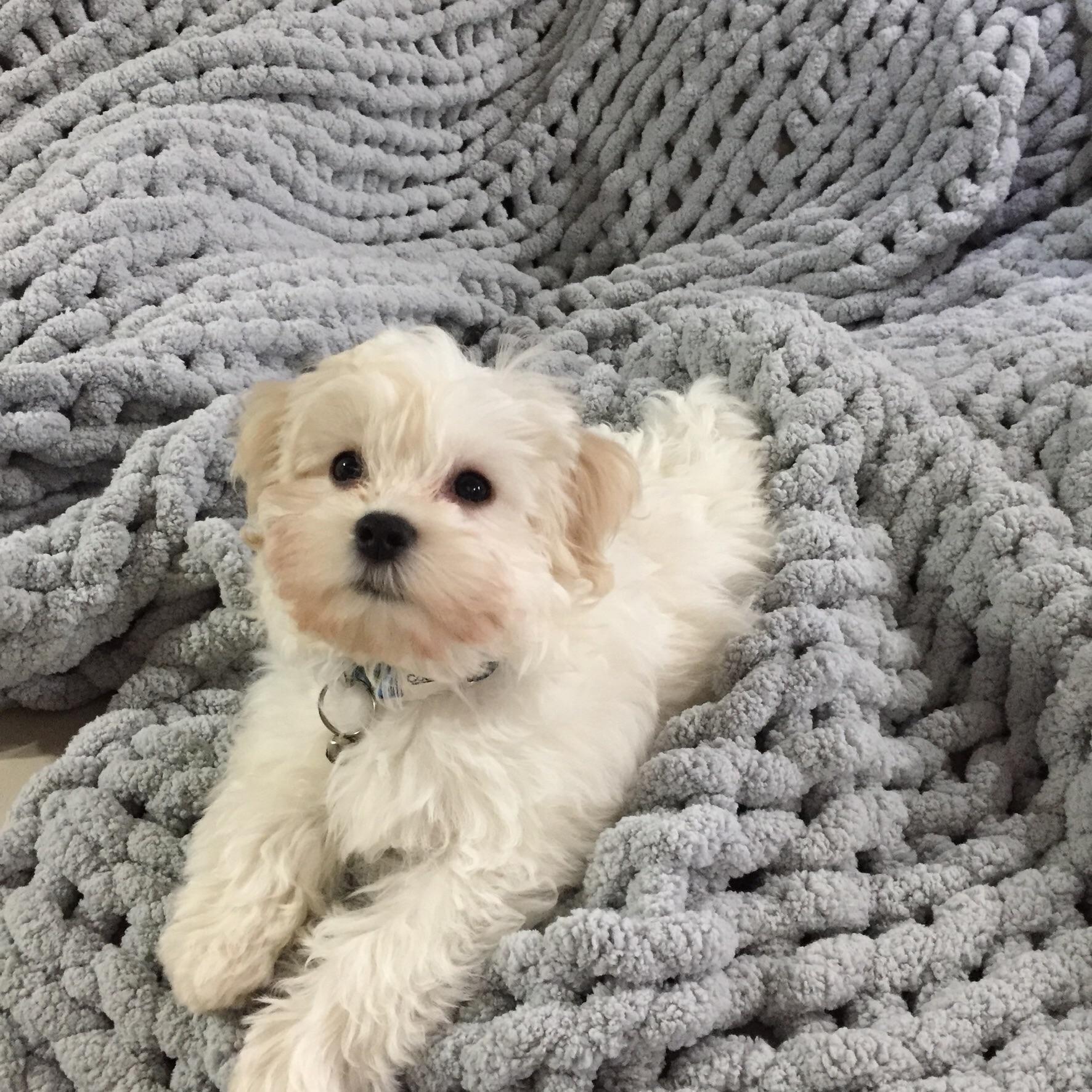 May this adorable puppy thoroughly bleach your eyes. r/Eyebleach