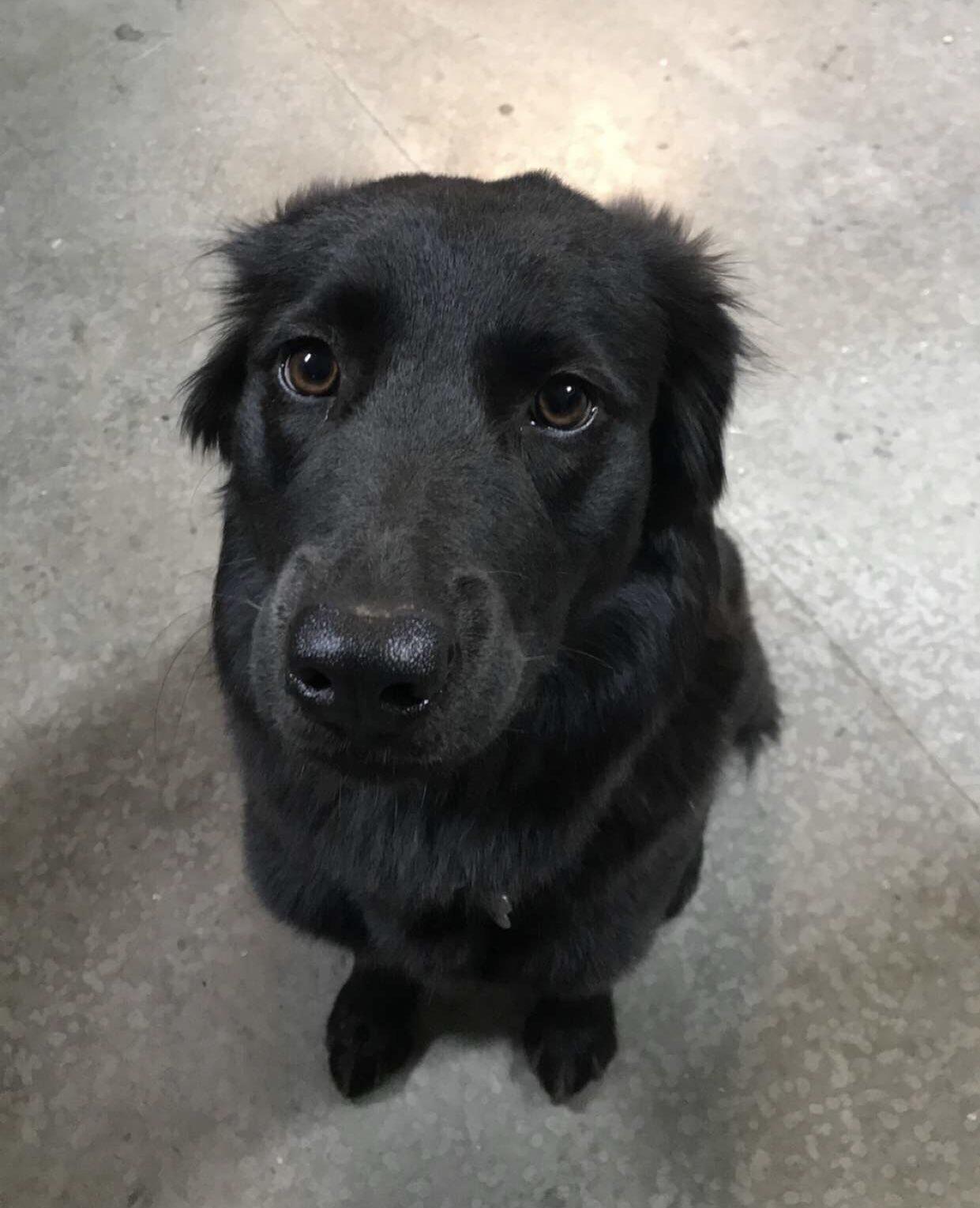 Definition of puppy eyes. r/aww