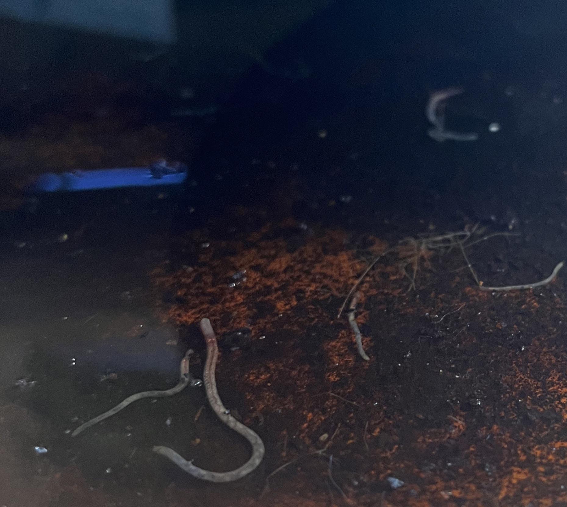 Peace Lilly help! White worm looking things coming from bottom of pot