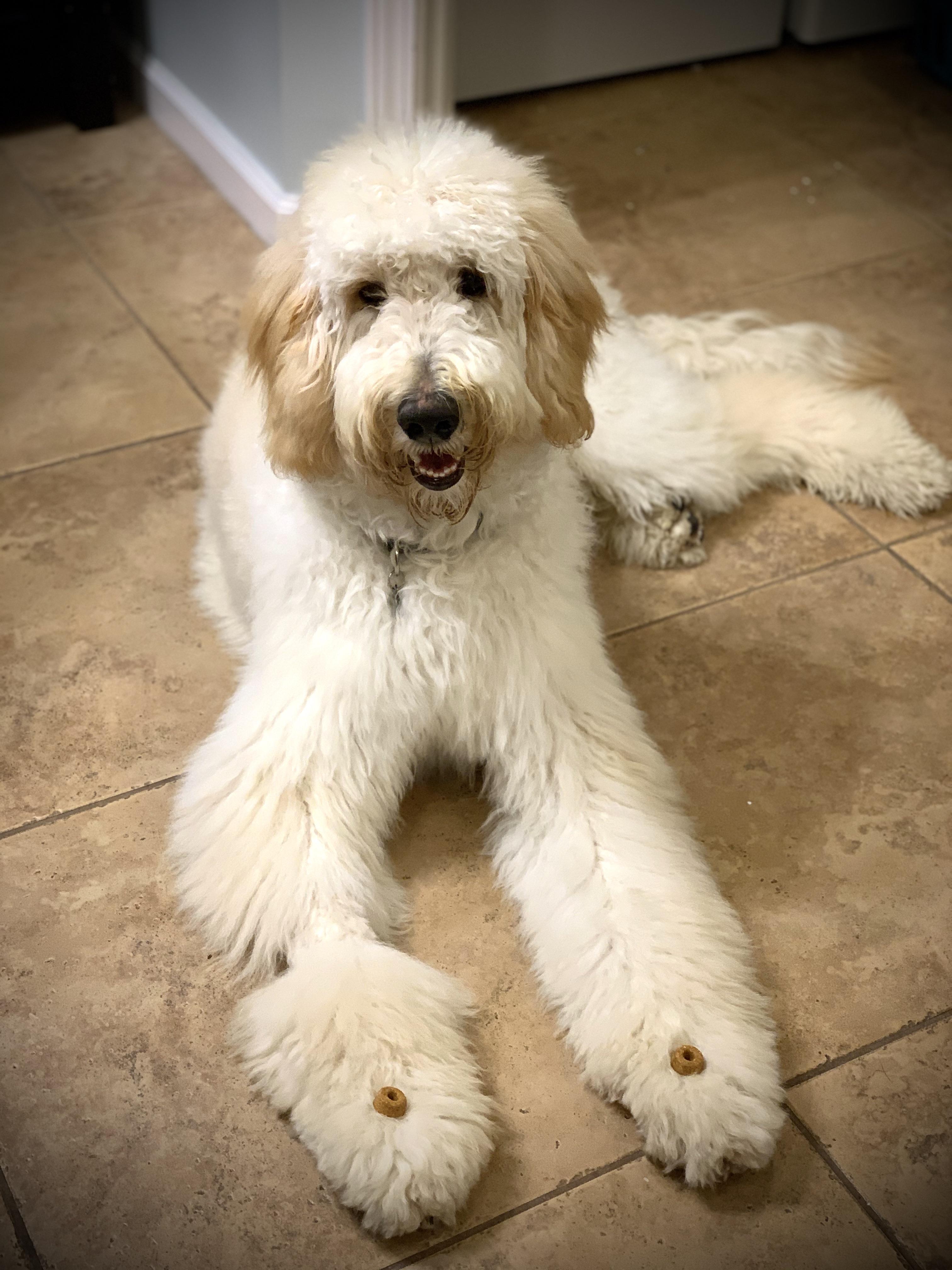 Success! My 7month old golden doodle perfectly executing the doubletreat wait. r/Dogtraining