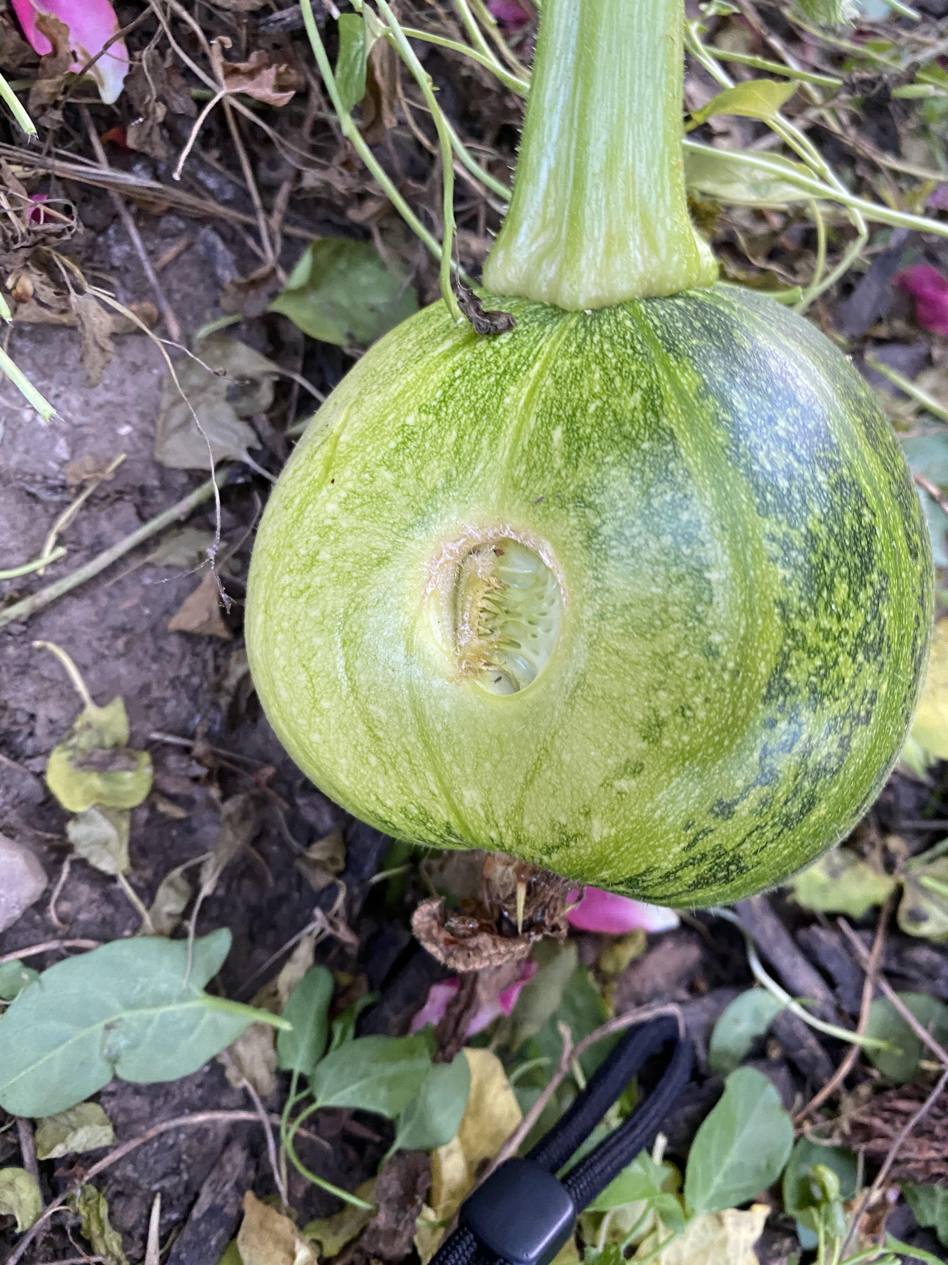 What’s eating my pumpkin? Slugs? Rodents? r/gardening