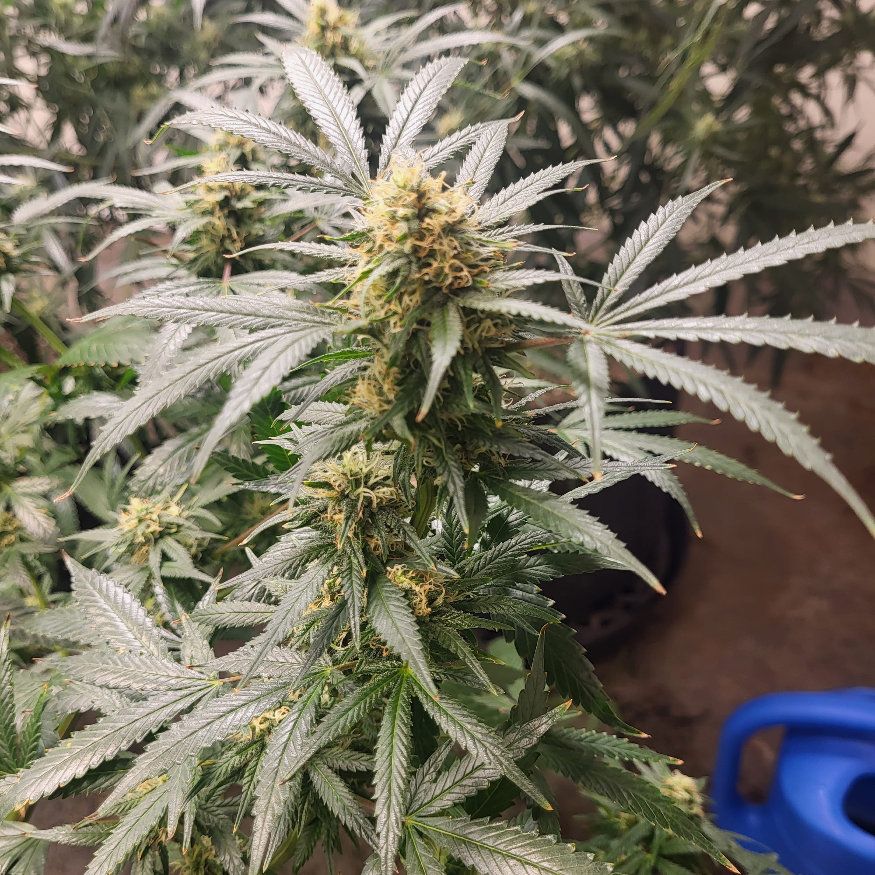 Lemon Kush Cola cannabiscultivation