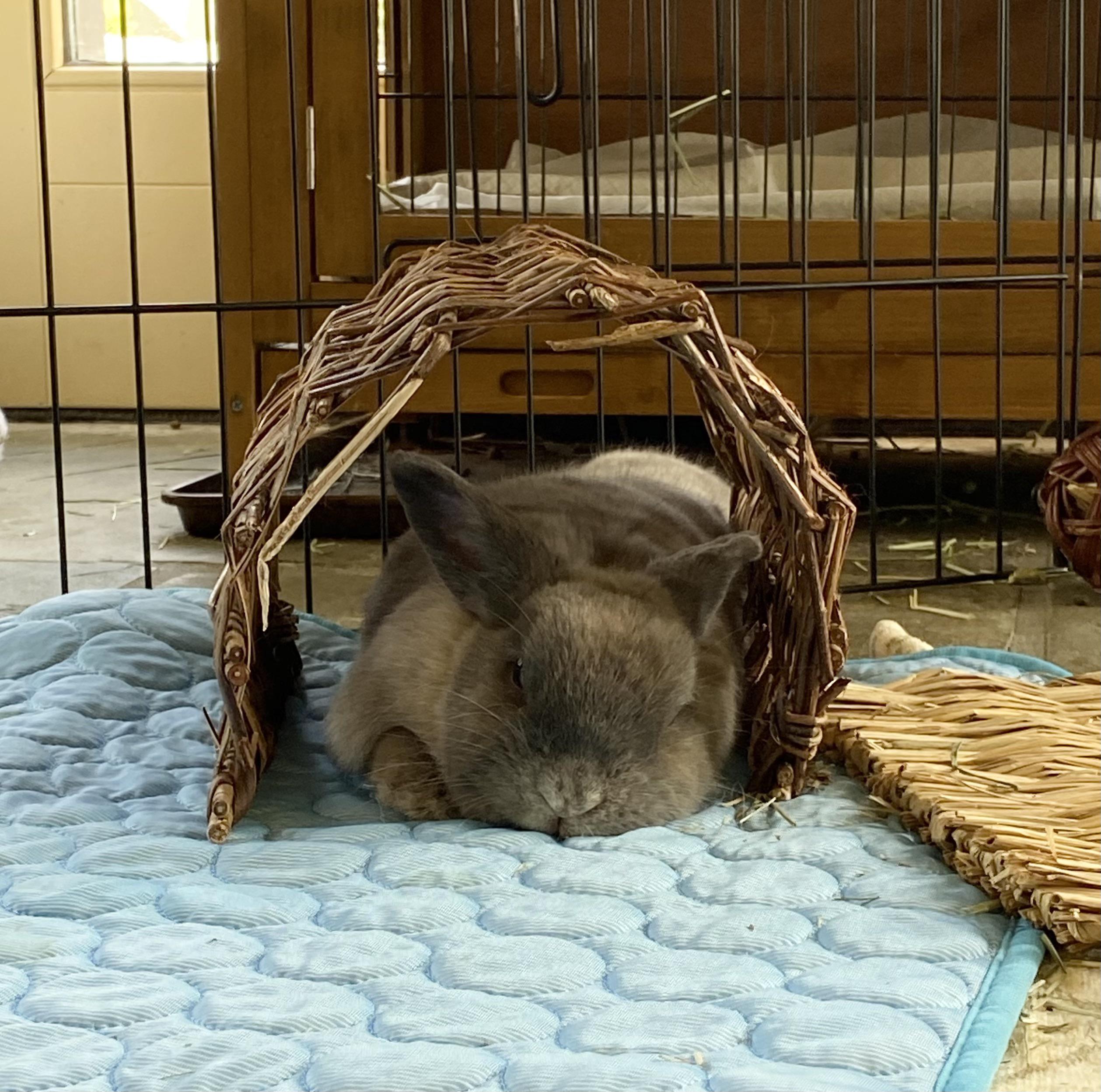 me when the week is finally over 😴 r/Rabbits