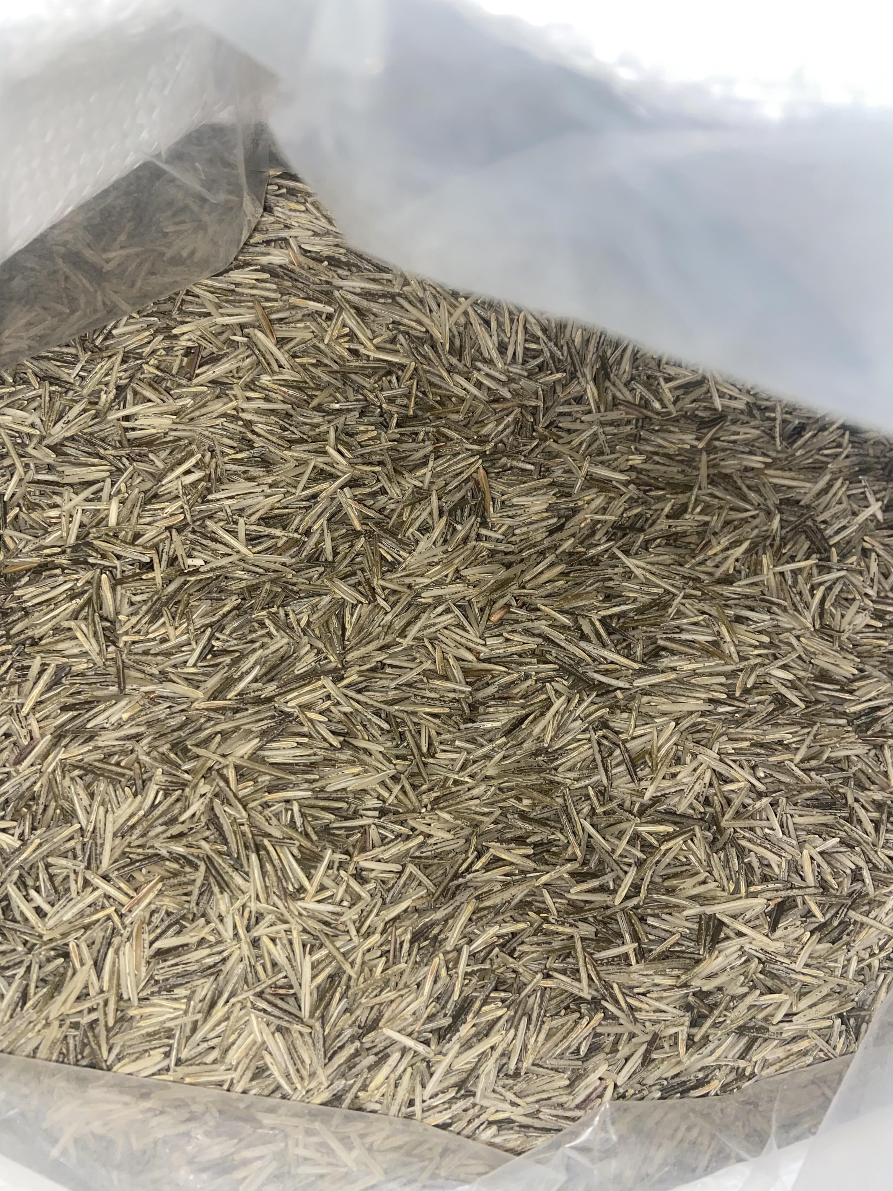 Hand harvested manoomin (wild rice). Northern MN. r/NativeAmerican