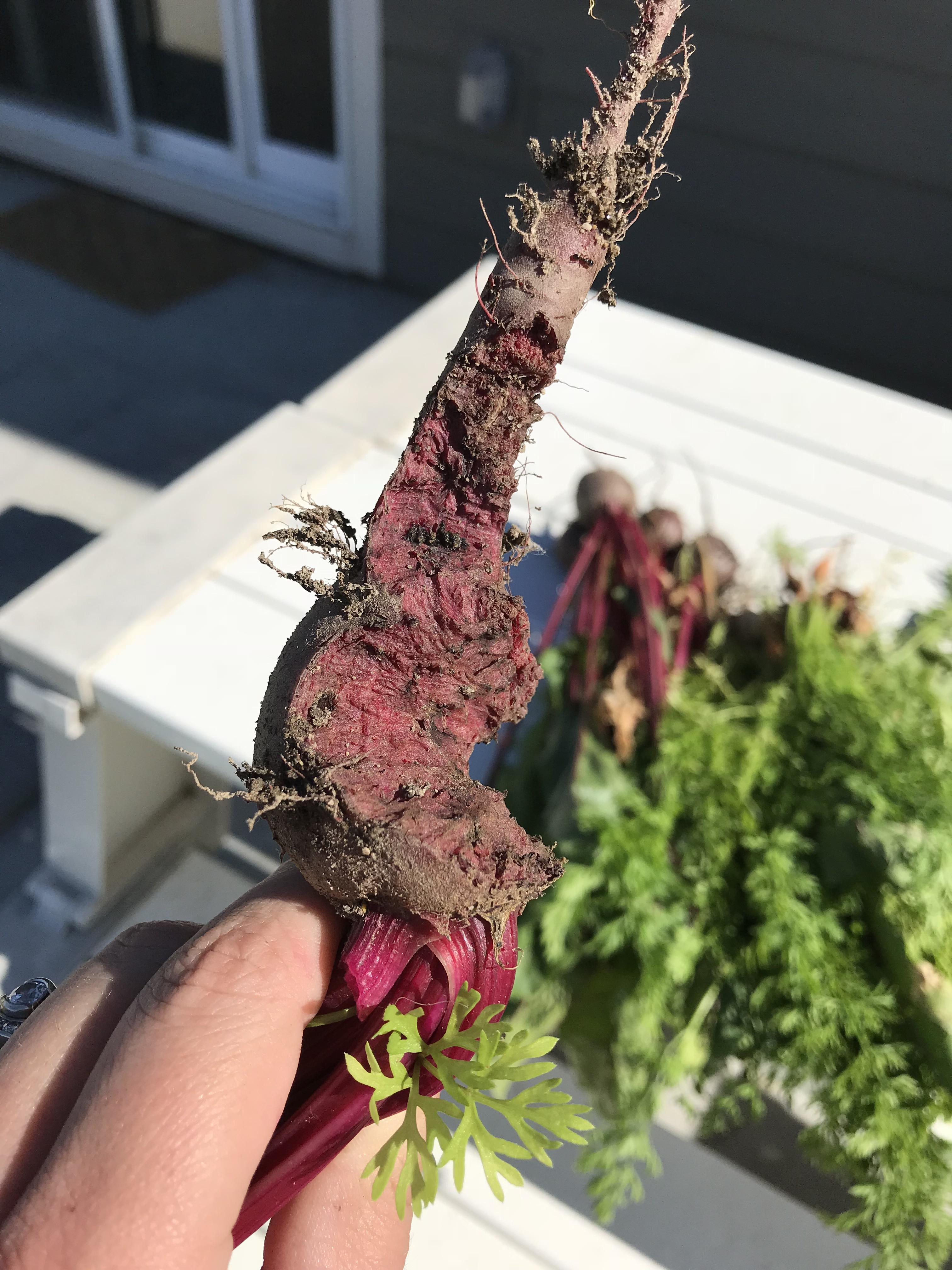 Did something eat my beet from underground? Or did it form funny? r