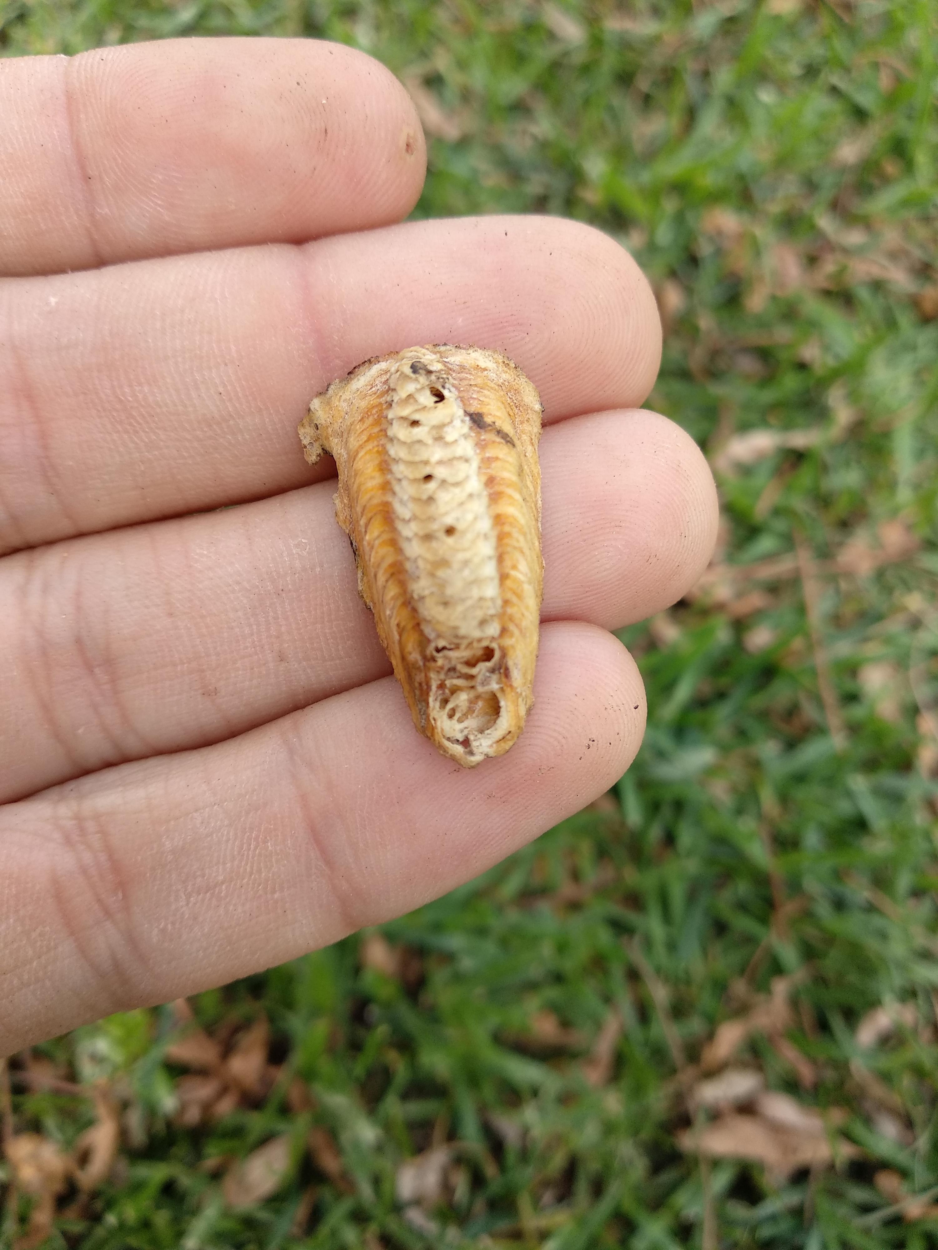 What is this bug? It feels like wood and it was stuck to a tree