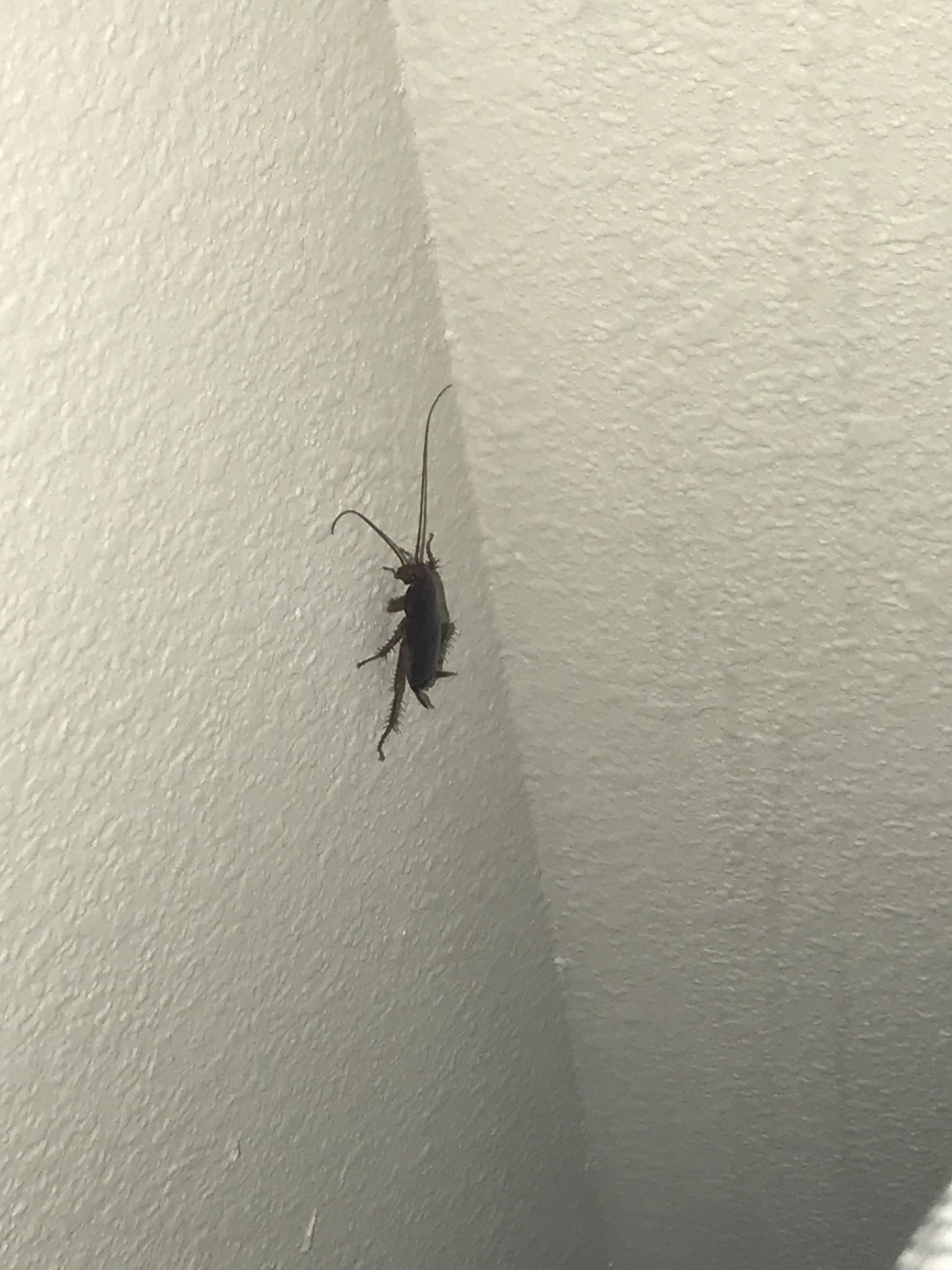 south carolina, USA. is this just a really big german cockroach? r