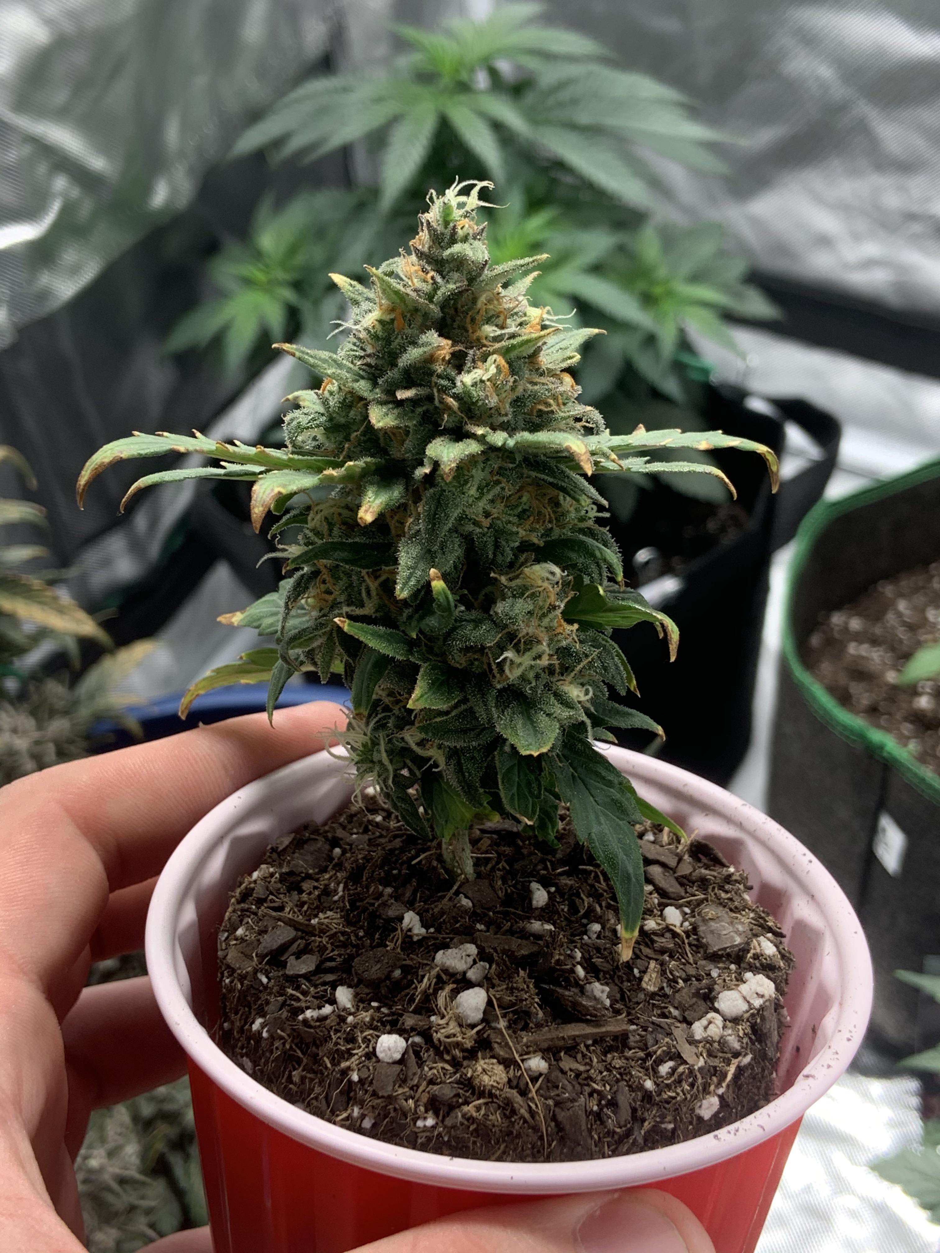 Here’s the carebears from firebudz grown in the solo cup. 10