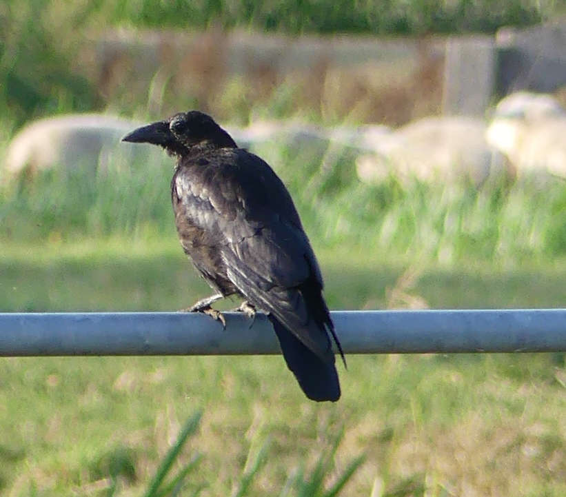 raven or weird molting crow? r/whatsthisbird