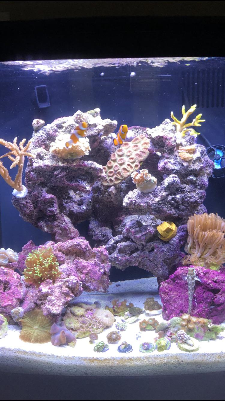 My 16 gallon biocube ! 2 months in : r/ReefTank