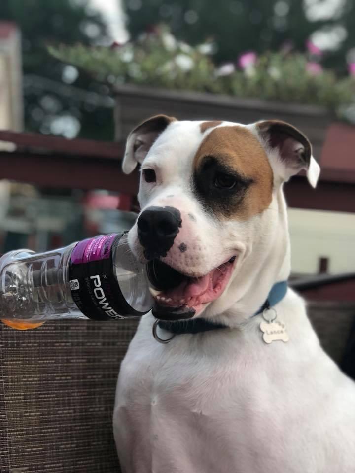 Hello Powerade! He just loves empty bottles! r/americanbulldog