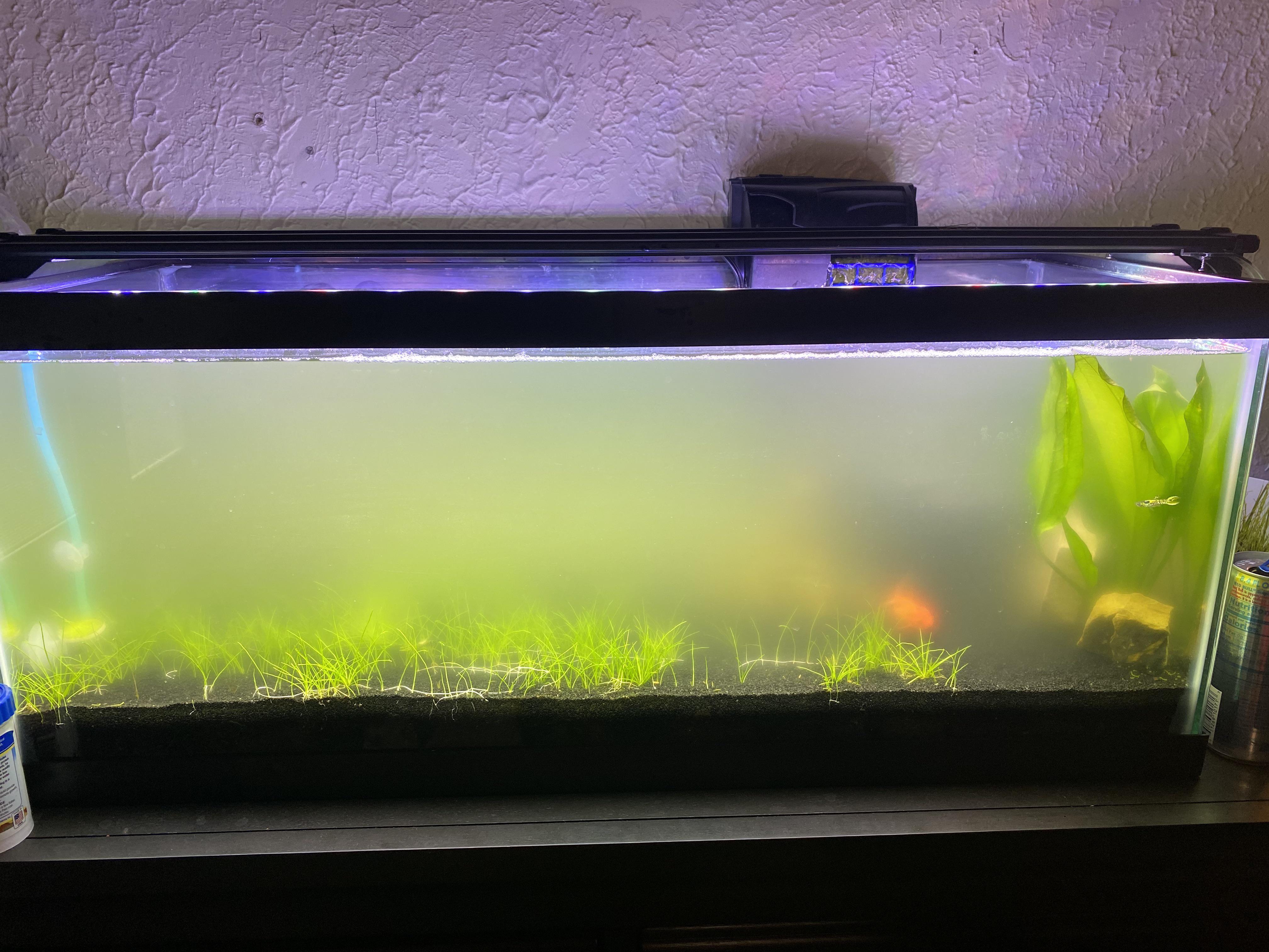 Why’s won’t my fish tank clear up!? r/PlantedTank