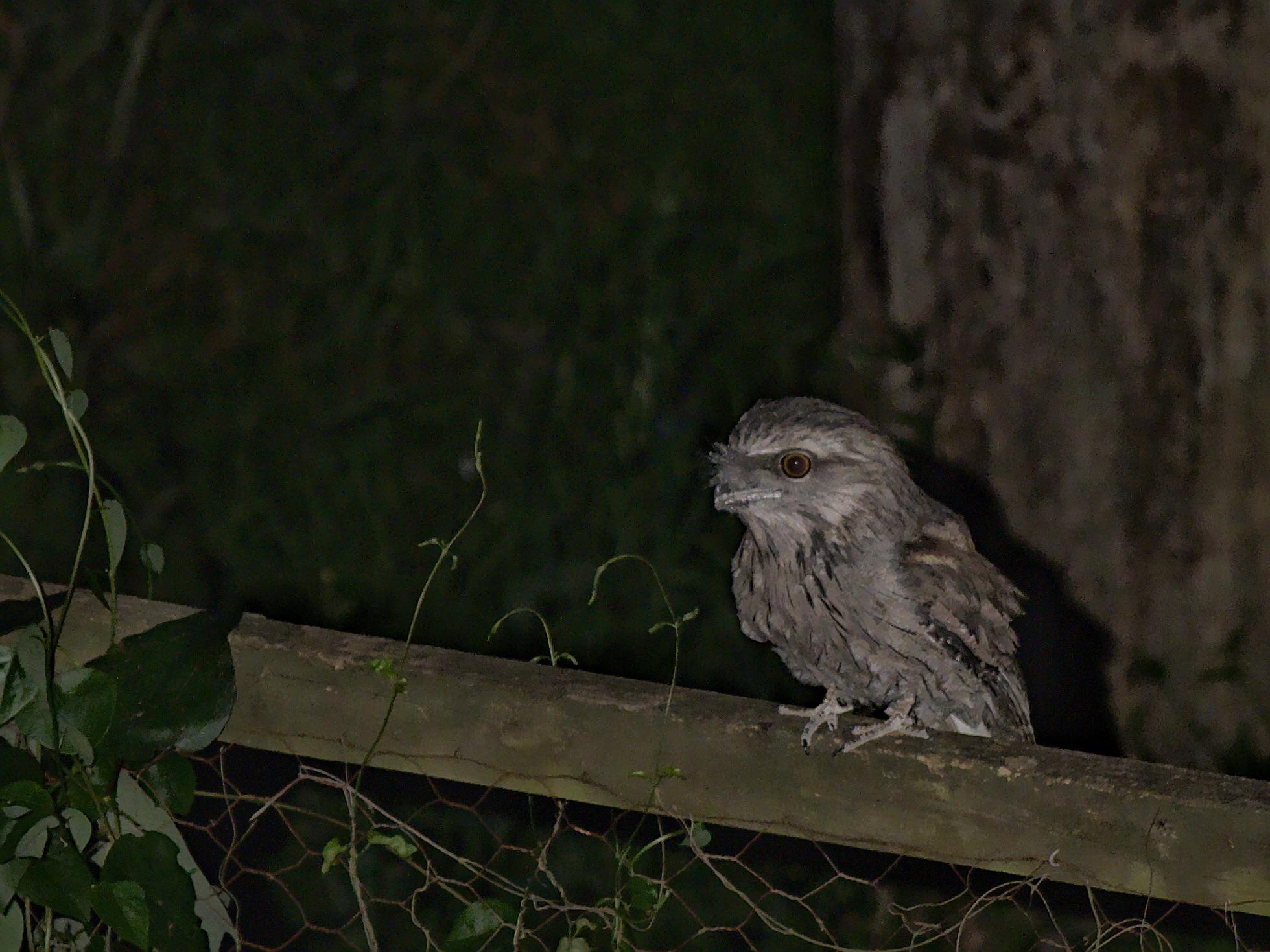 This bad boy swooped in near me when I was outside after sunset. r/australia
