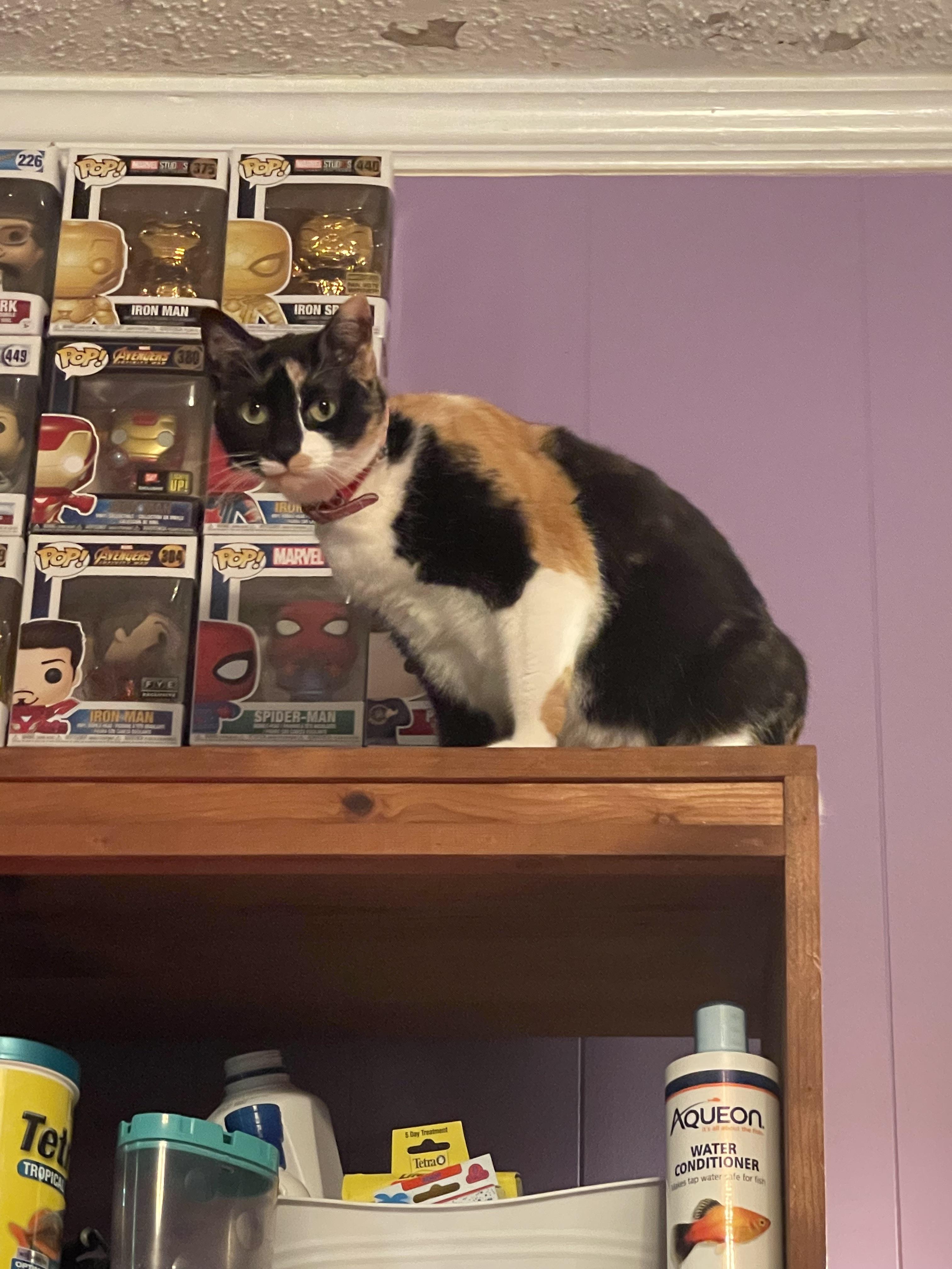 How do I get this brat to stop peeing on the couch?!! The couch is