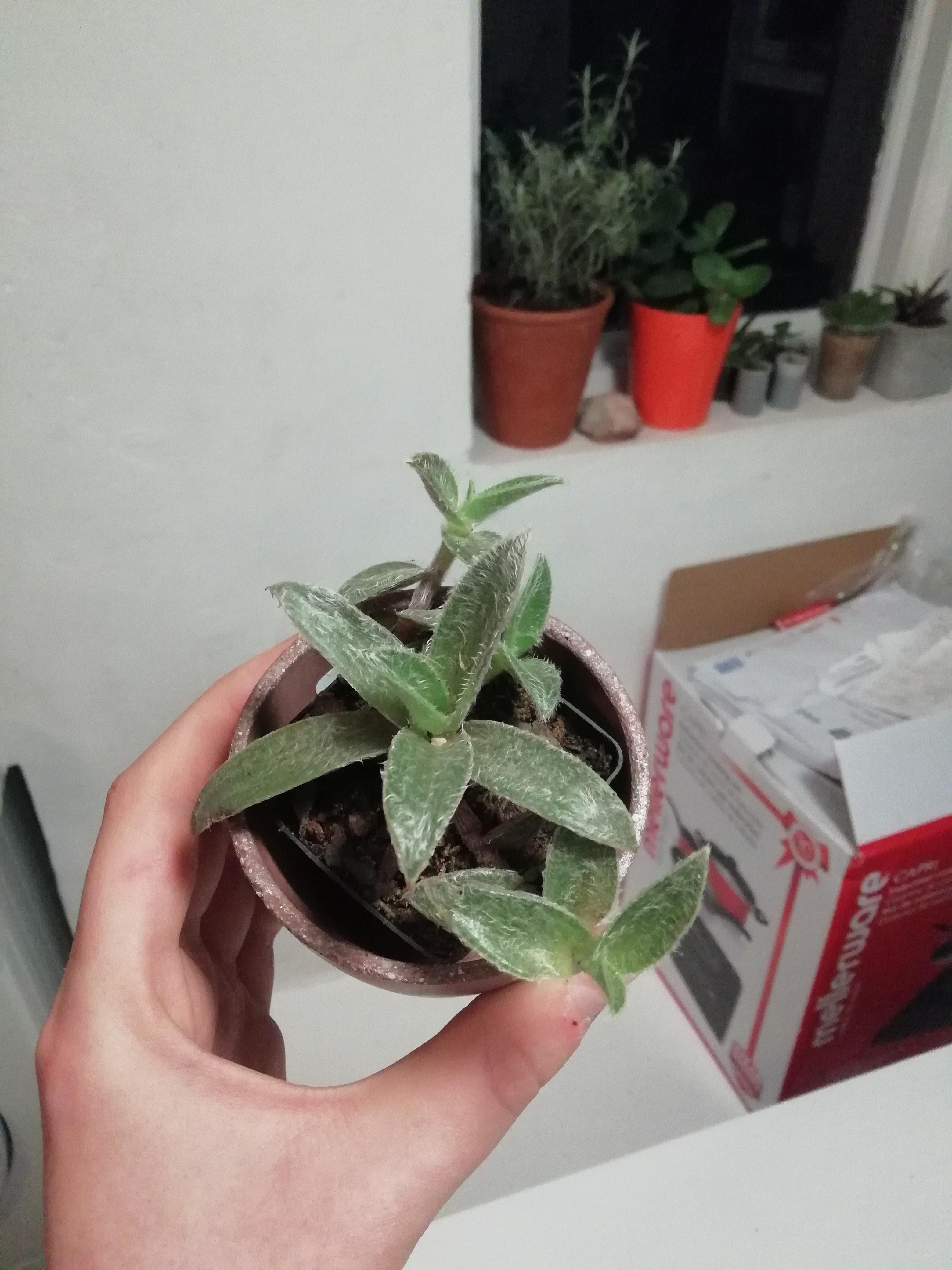 It says succulent assorted.... what a nice name. Does anyone have a