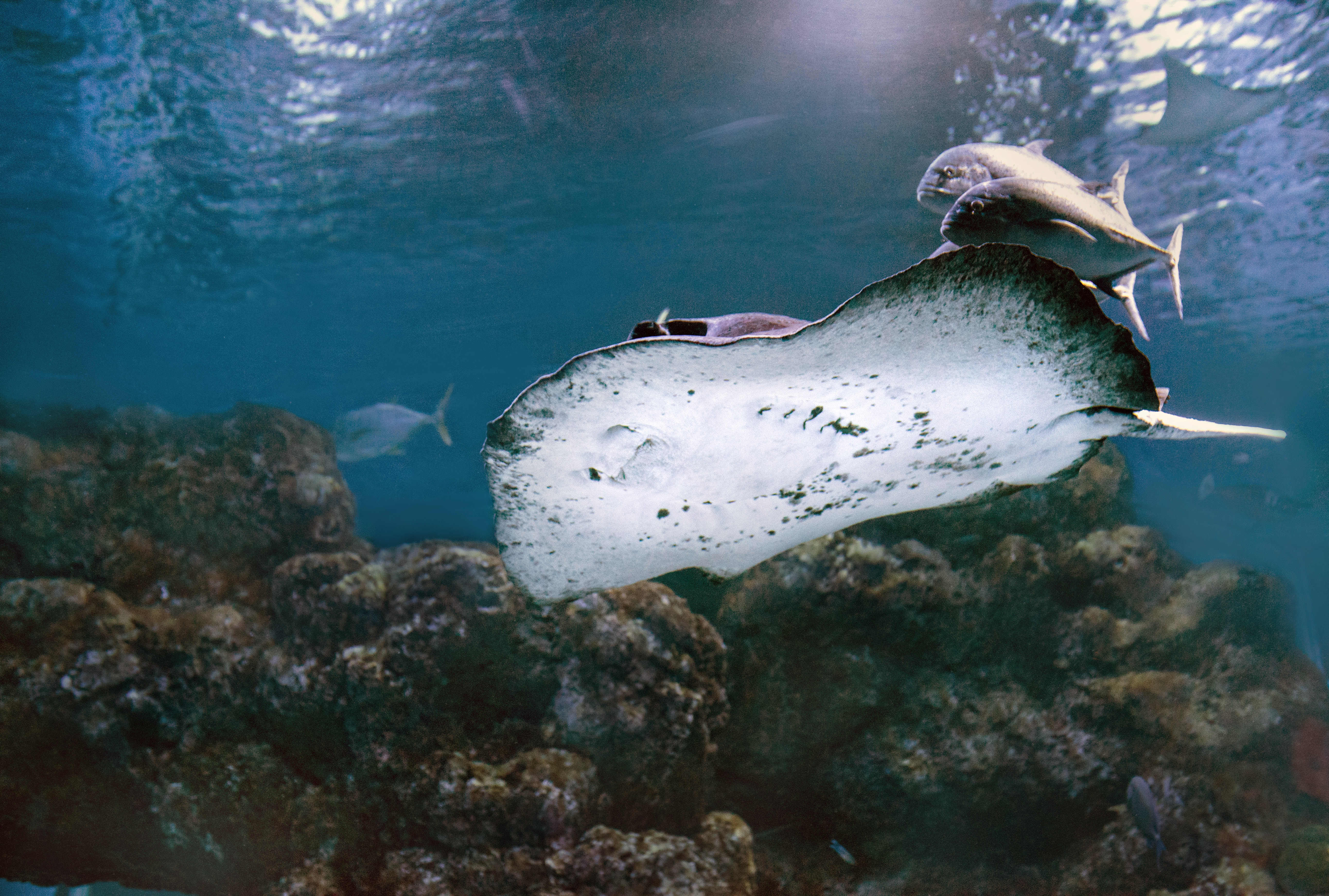 Manta Ray off the coast of Cairns, Queensland (Photo credit to David