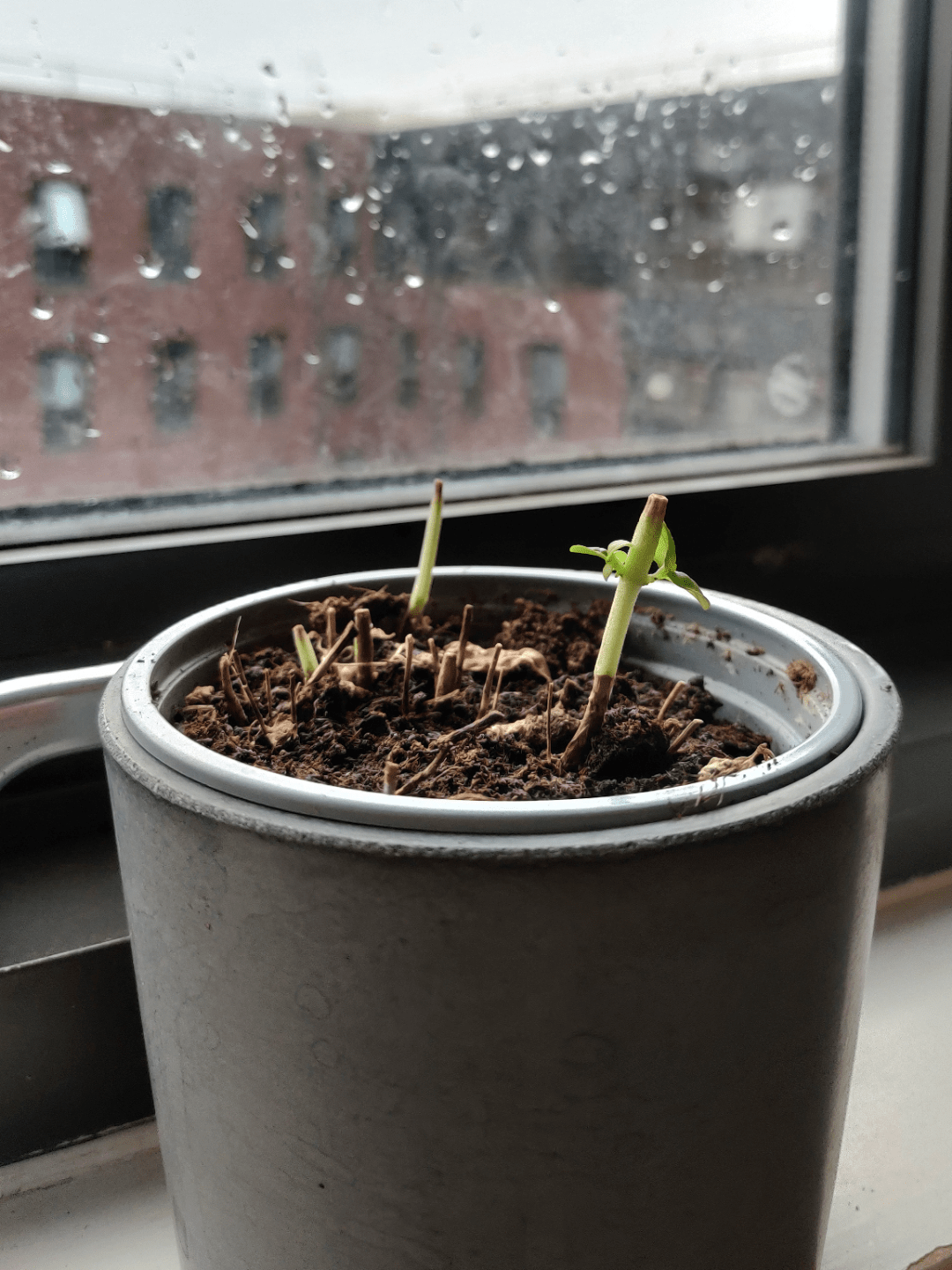 How can I revive my plant? r/houseplants