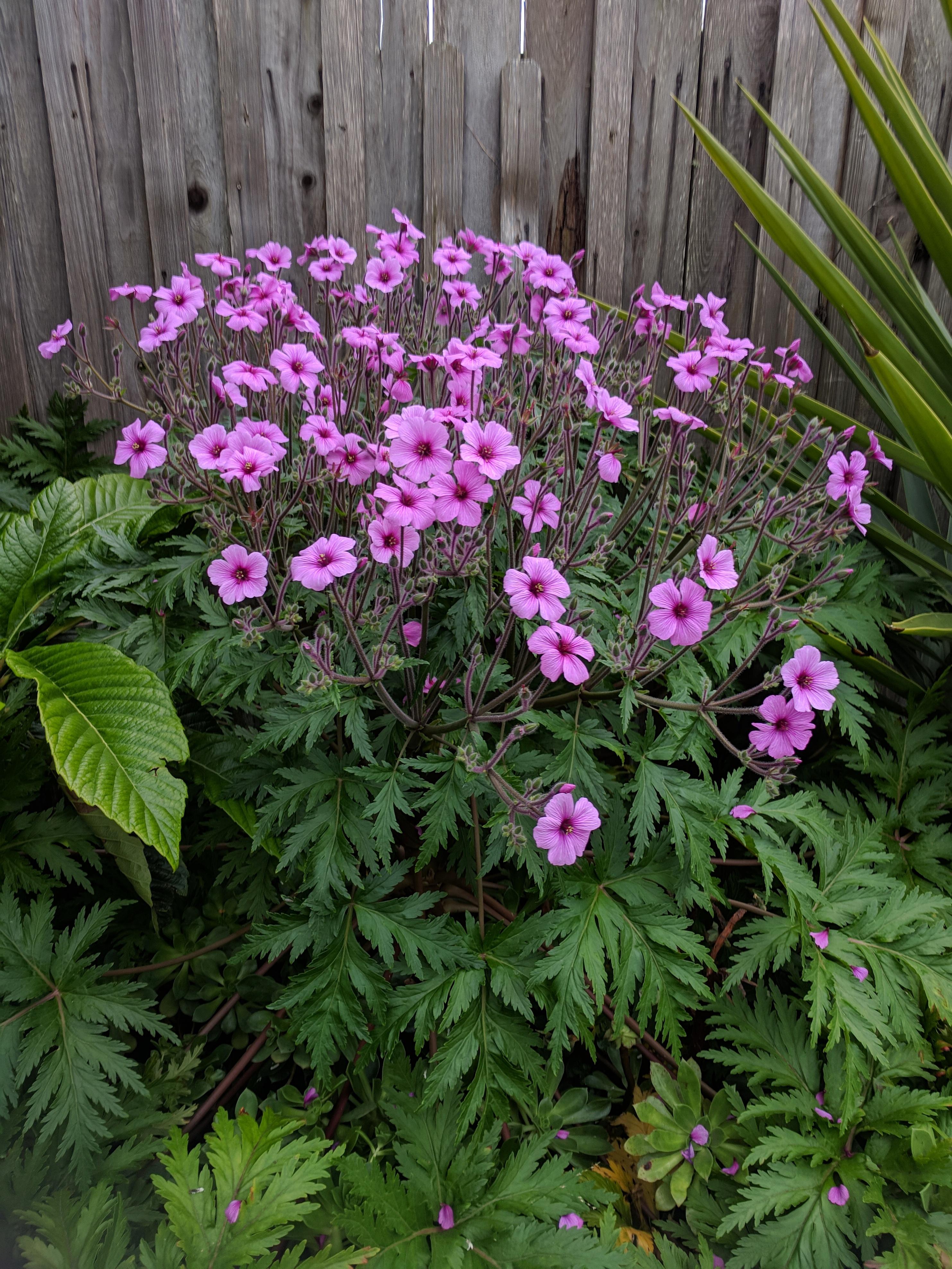 My geranium decided to bloom! r/gardening