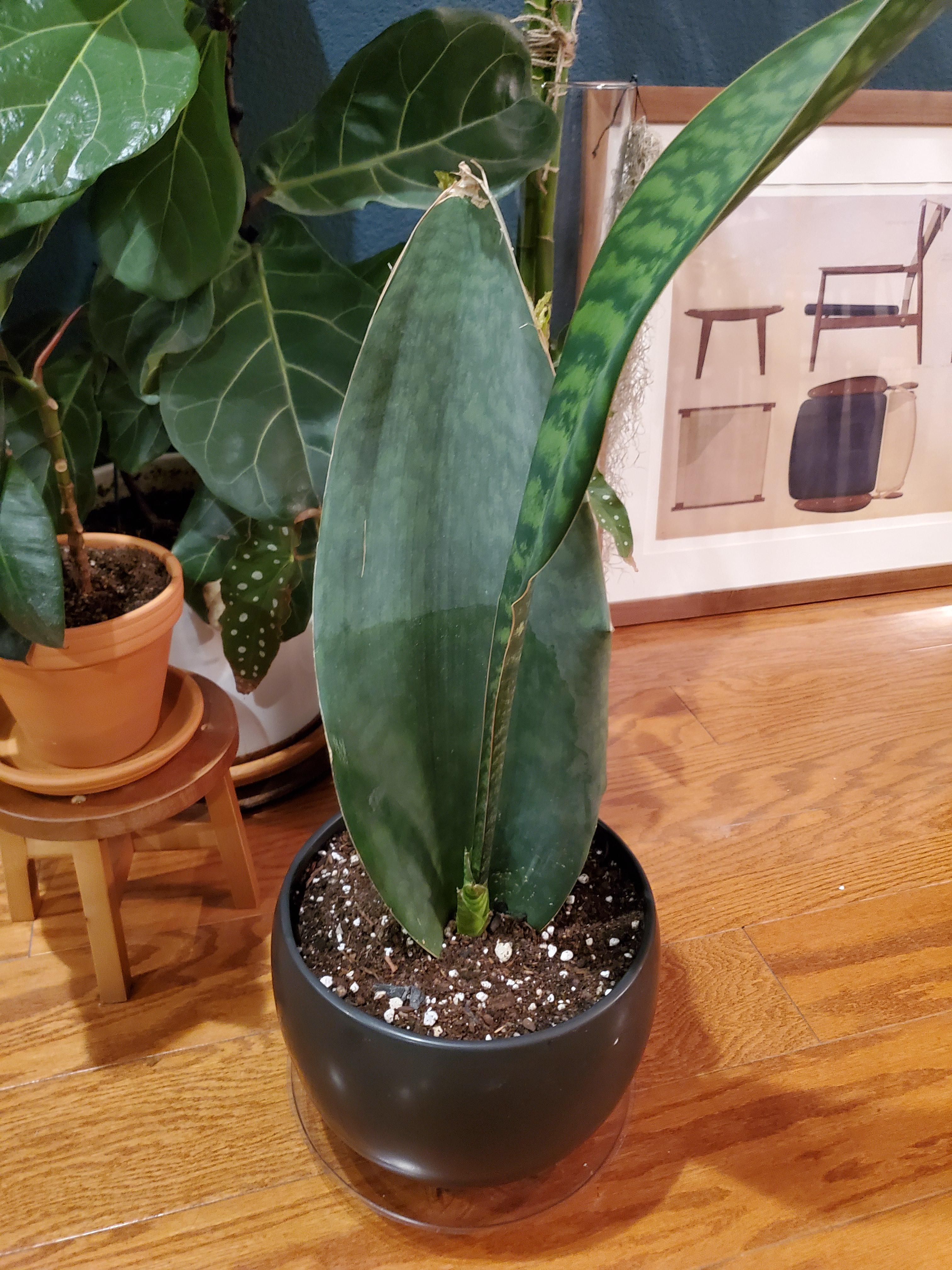 Sansevieria masoniana, whale fin Why is the new growth so thin/skinny