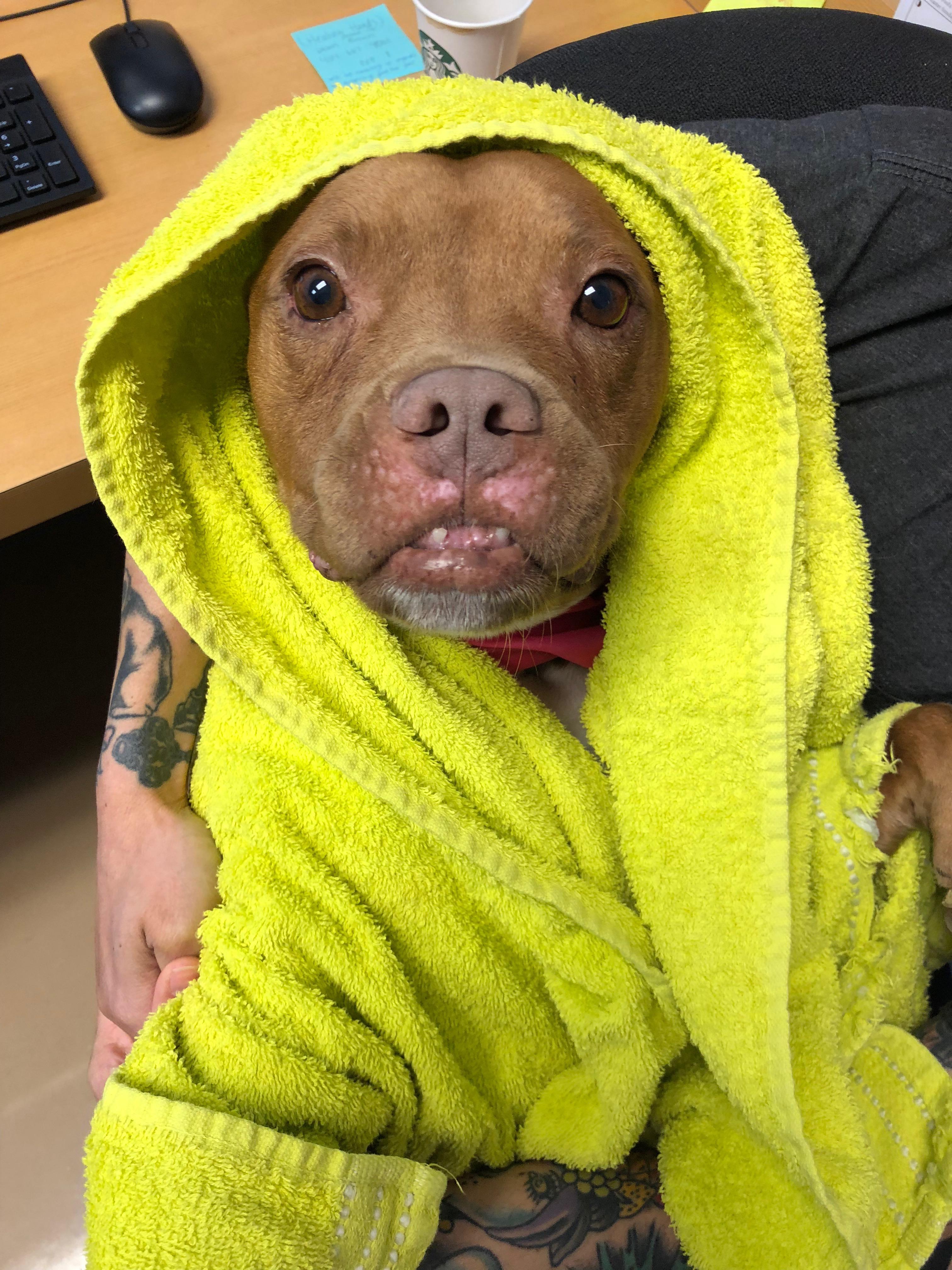 Dekalb county animal shelter Animal Shelters. 20200428