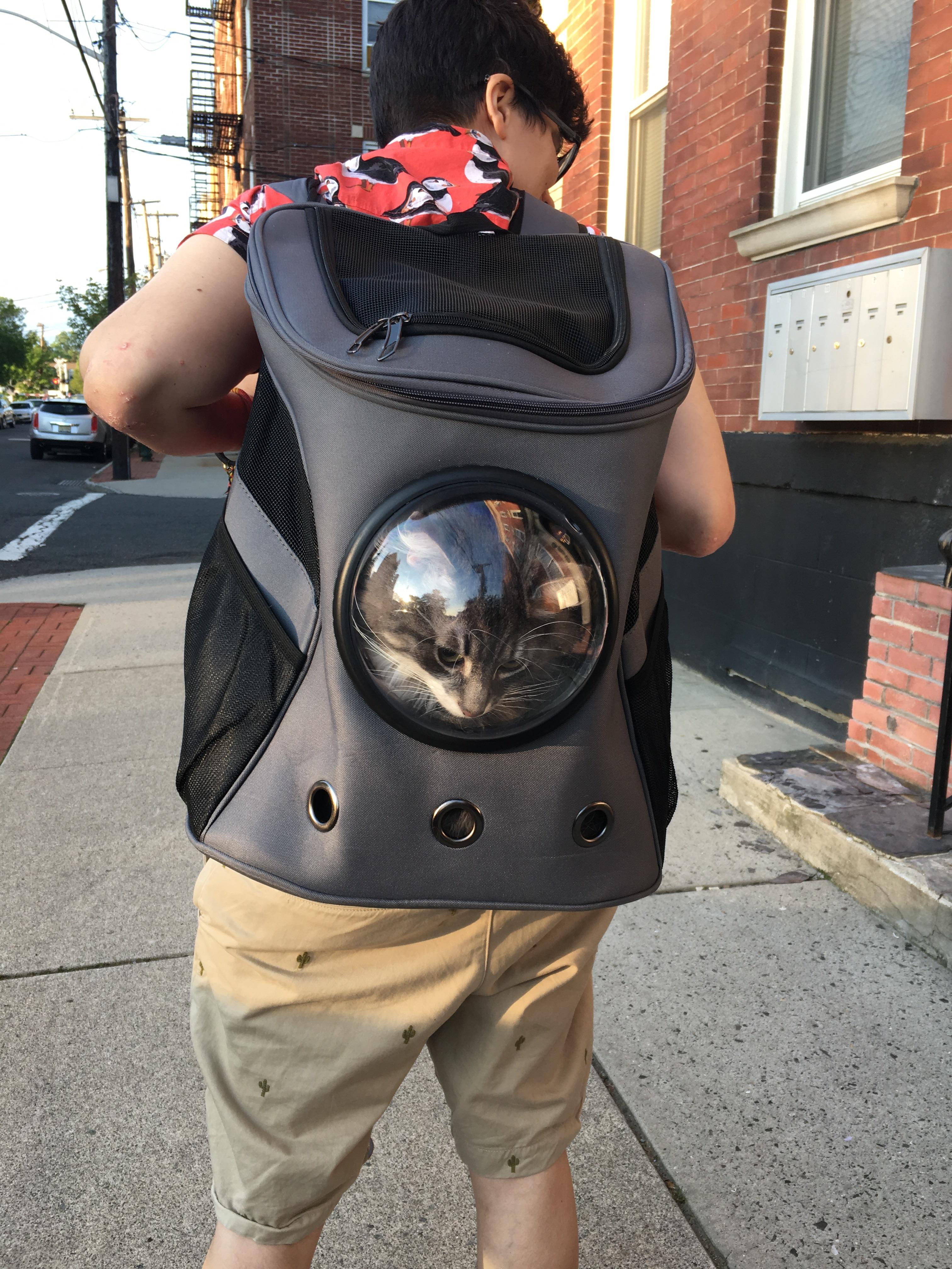 28 HQ Pictures Fat Cat Backpack Harness / The 8 Best Cat Backpacks 2021