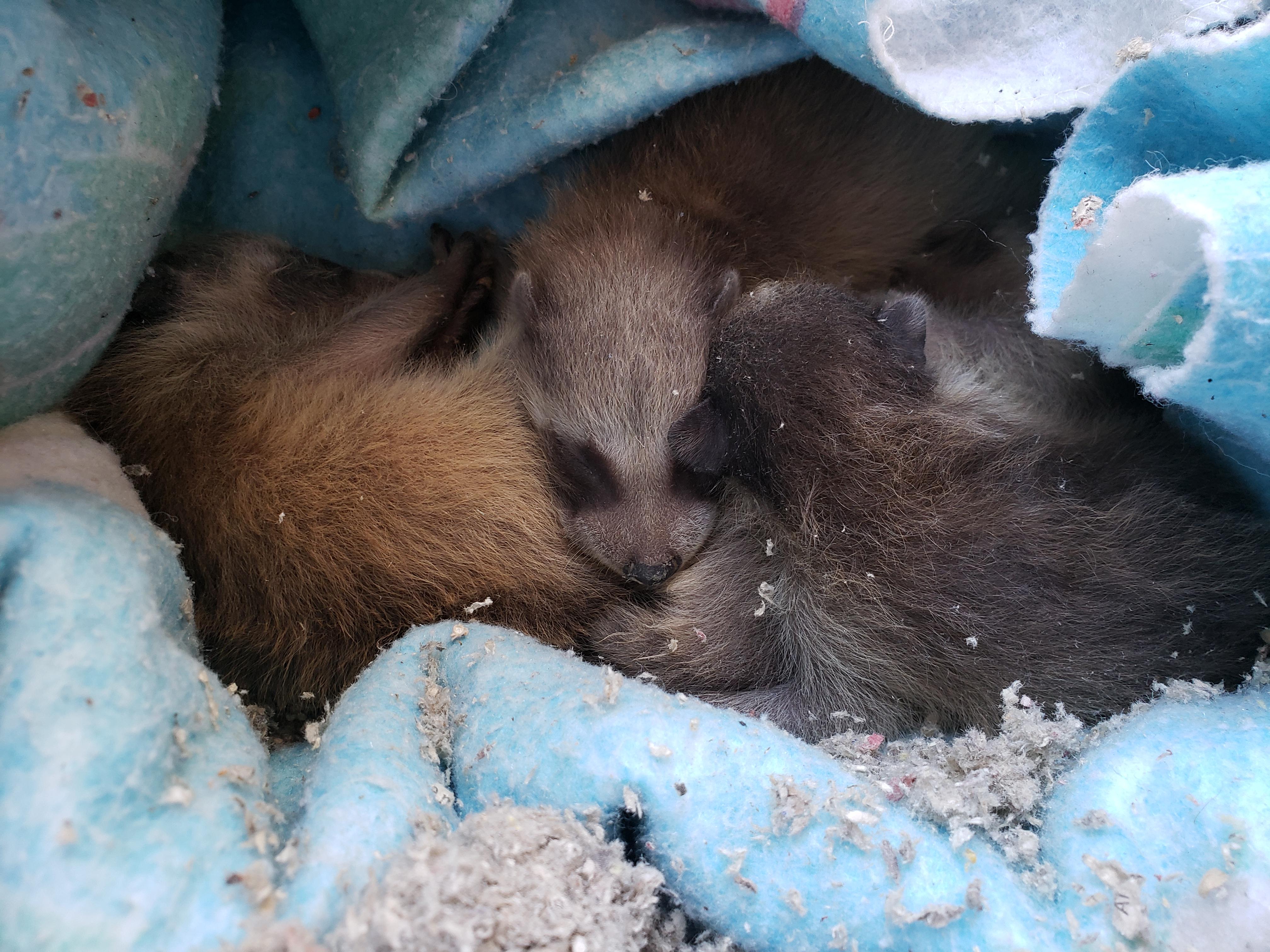 I found baby raccoons in my attic. Mother is MIA. What do I do? In