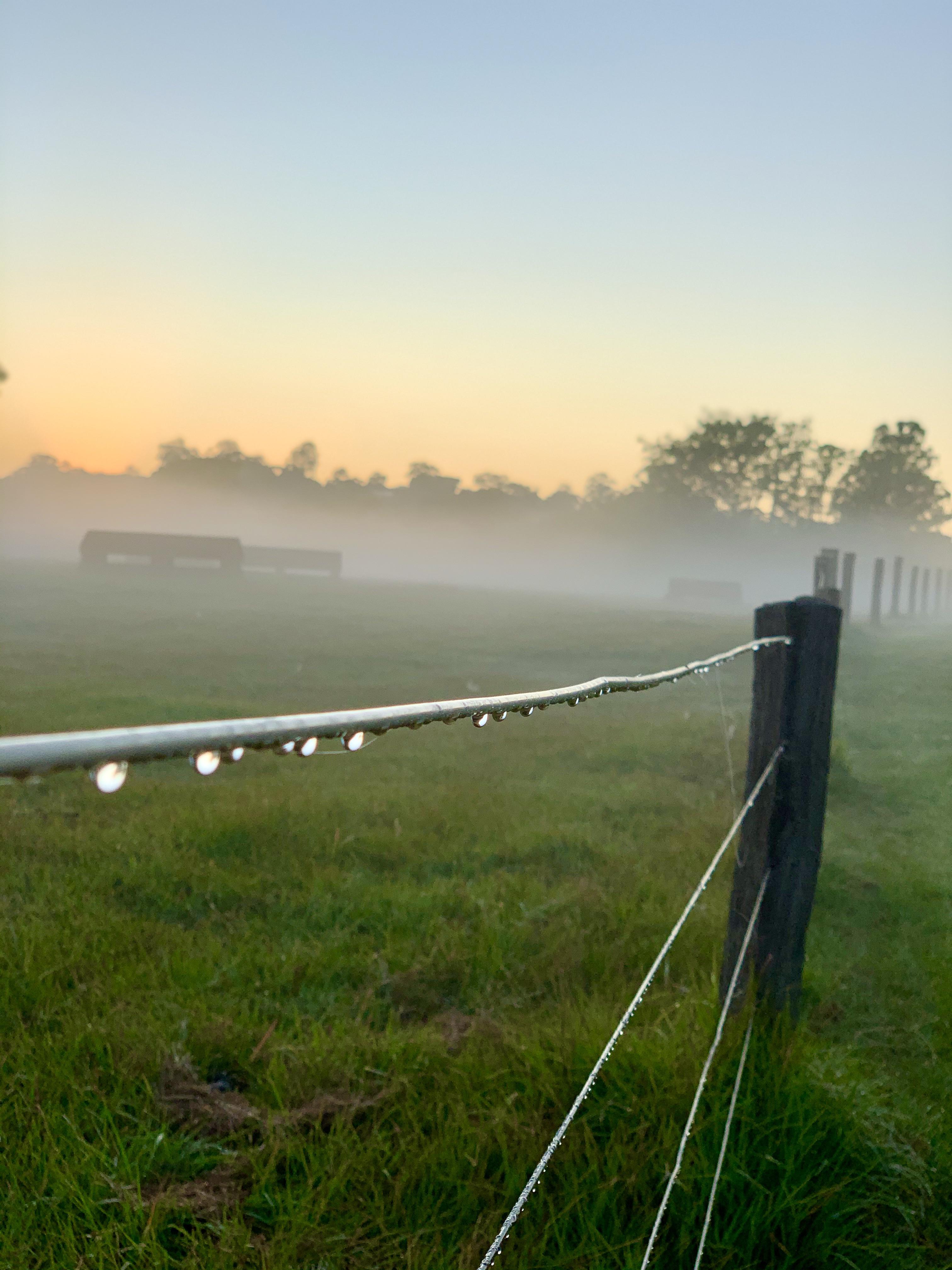 Fig Tree Pocket this morning change of seasons r/brisbane