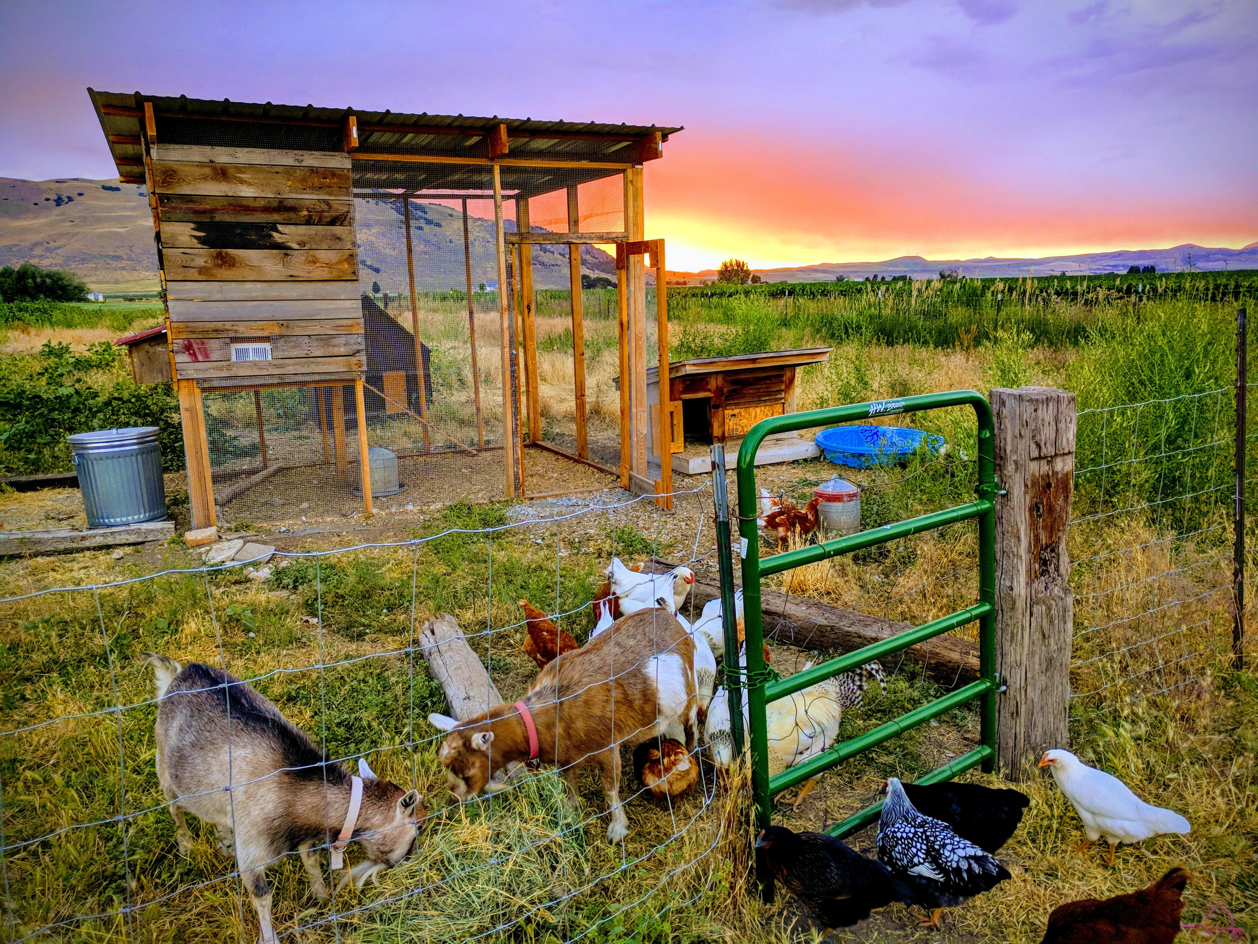 Homestead in the summer r/homestead