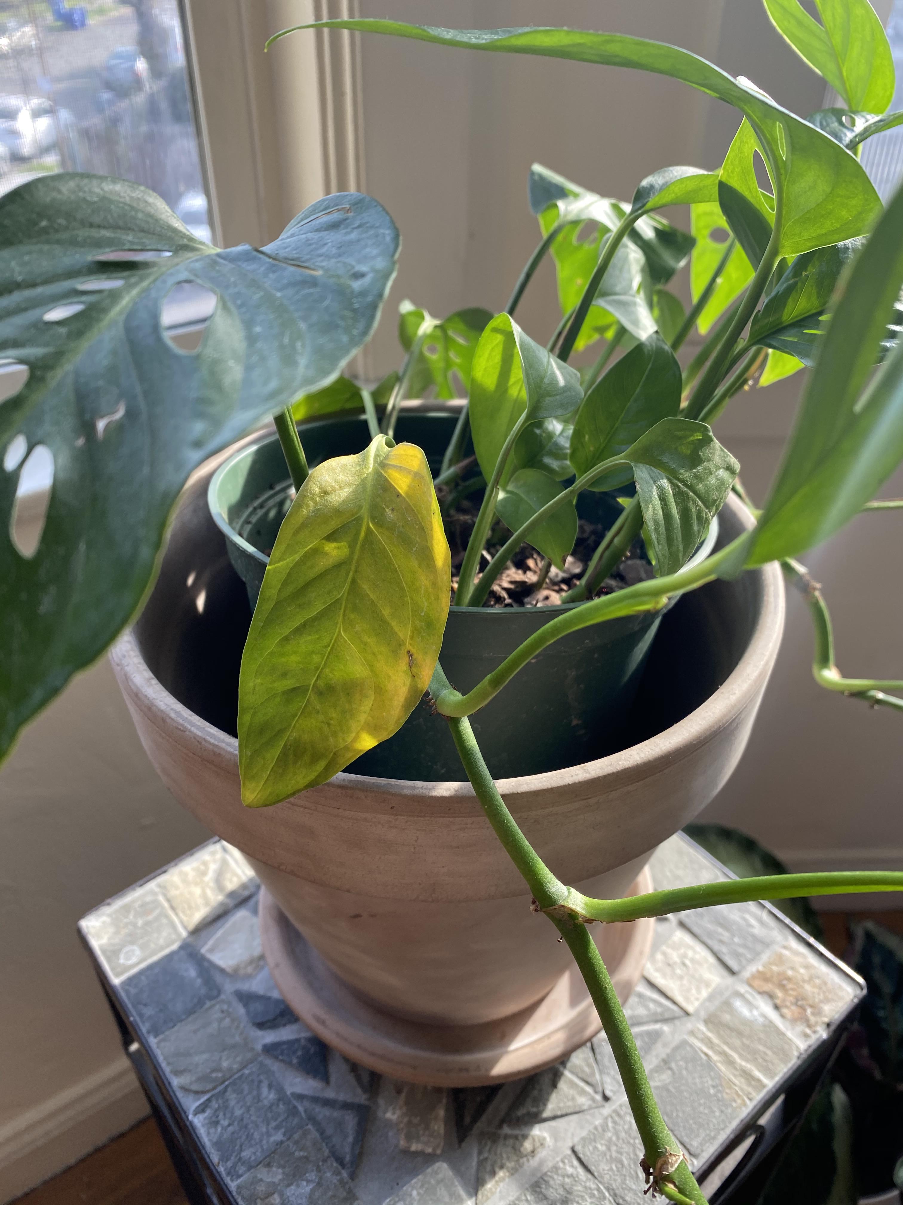 My otherwise seemingly healthy Swiss cheese vine plant continues to get