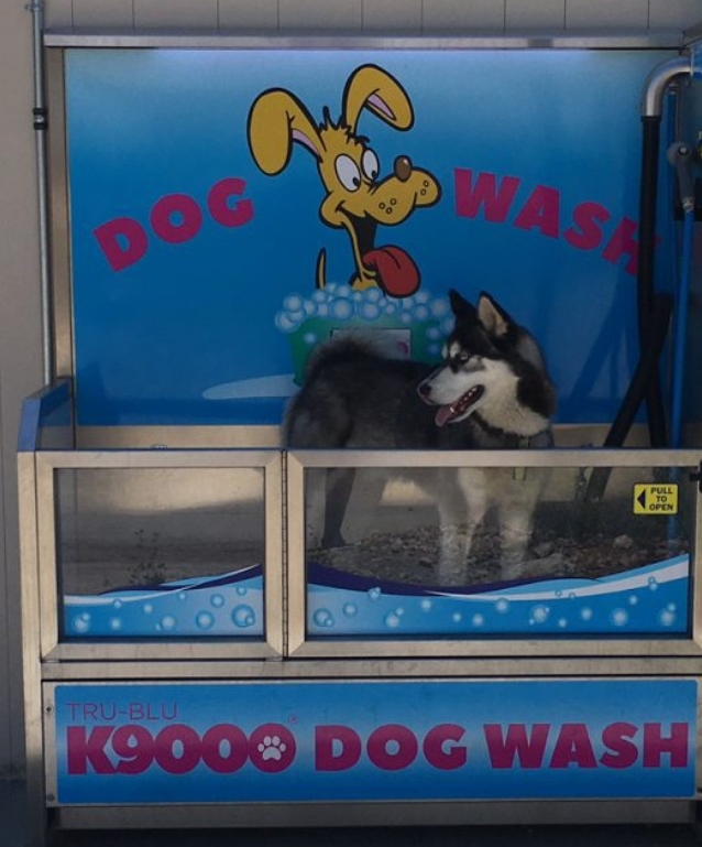 Does anyone know if there any of these in the Okanagan? r/kelowna