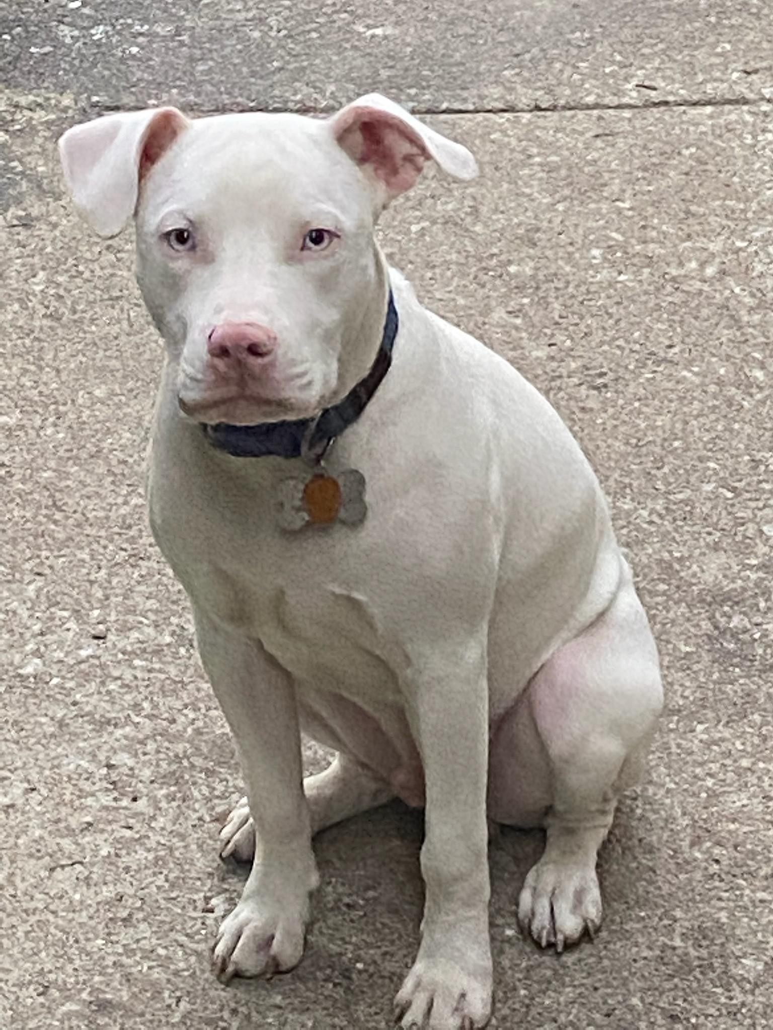 Can anyone help me with the breed and if he is a true albino? *Rahkie