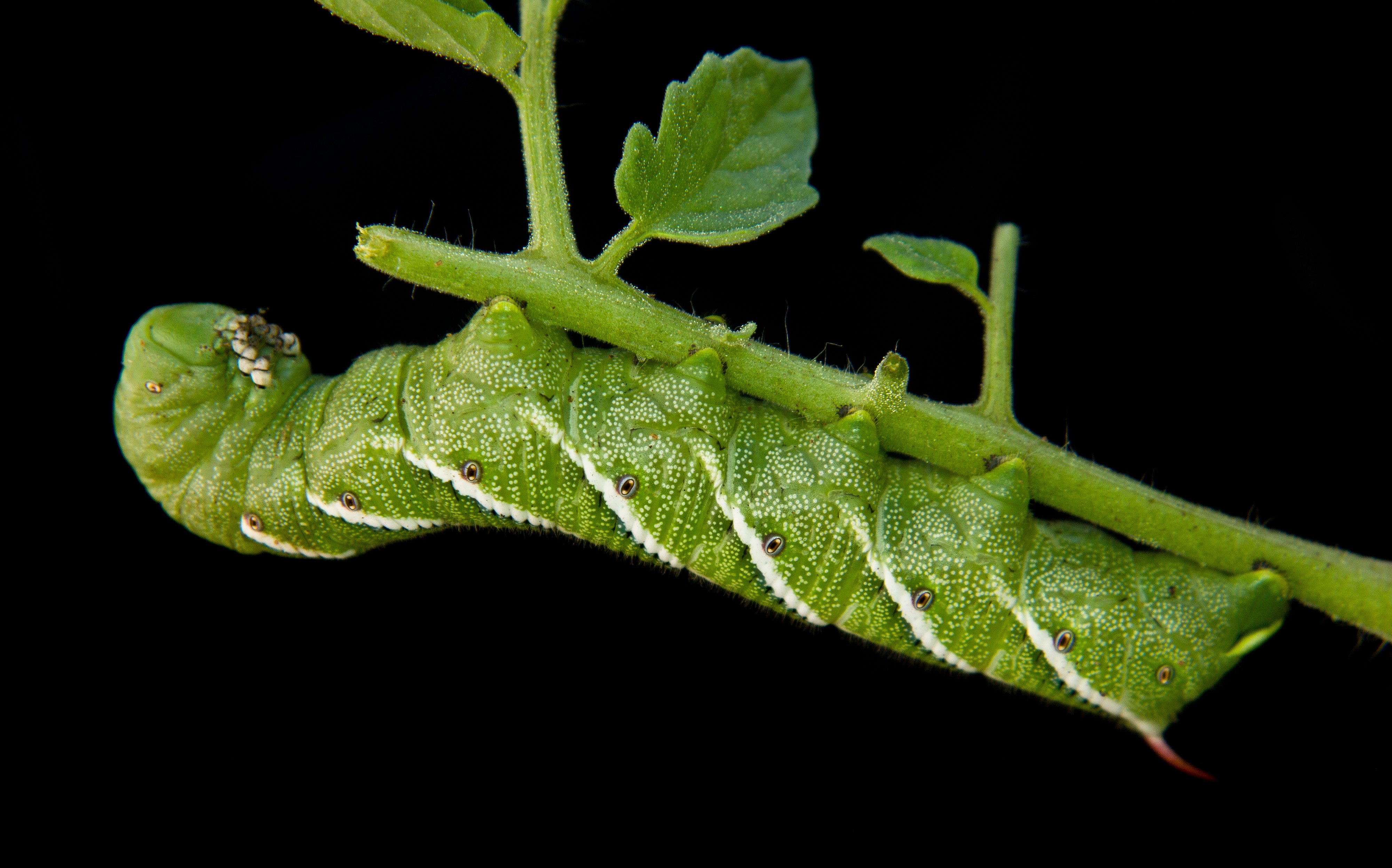 Tobacco Hornworm eating my Tomato plant. This summer I was able to find