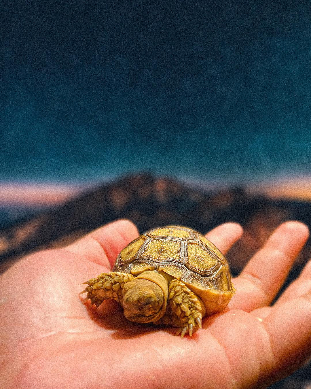 Naps 🥺 r/tortoise