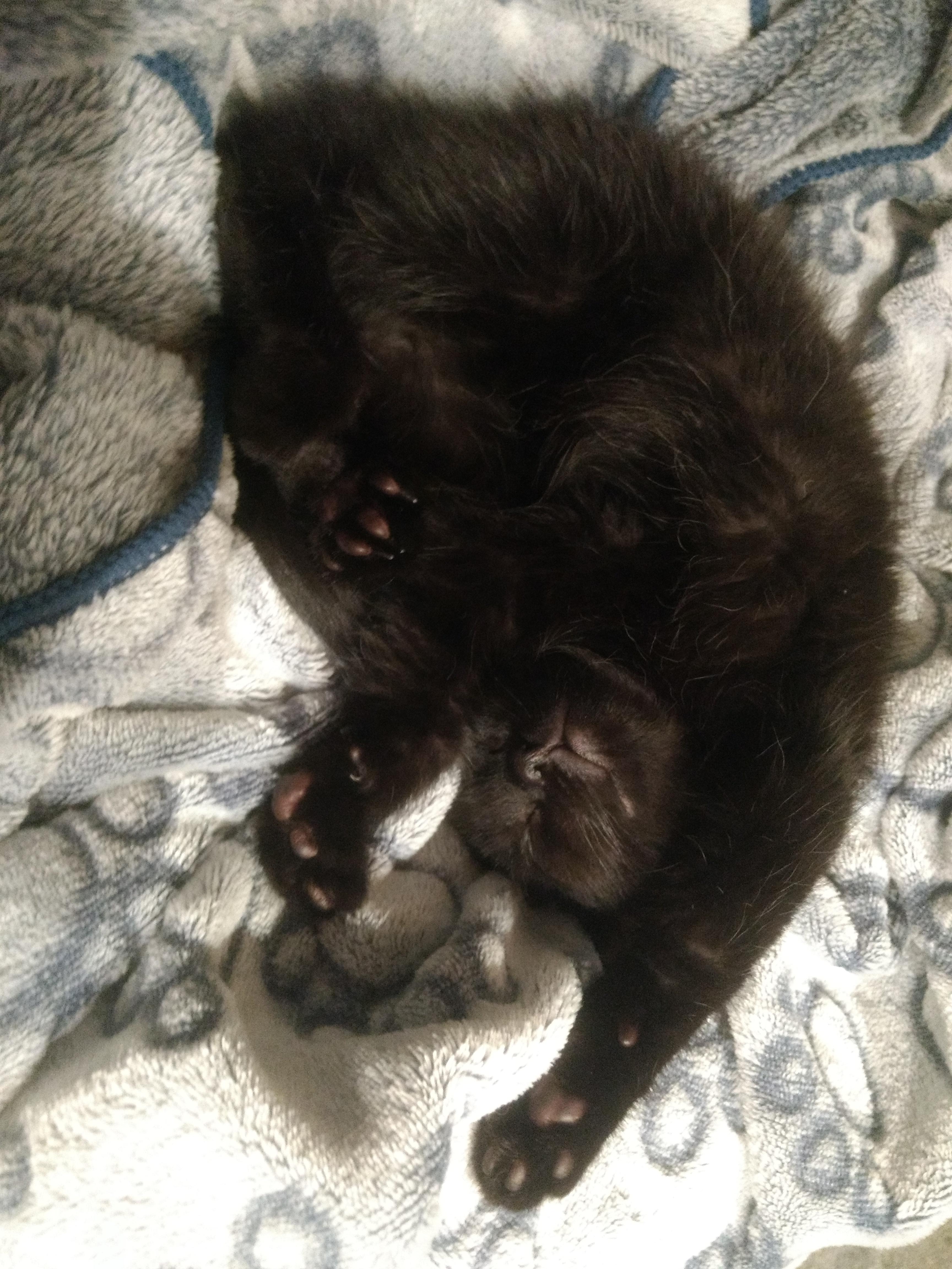 overview for Sad_Nectarine