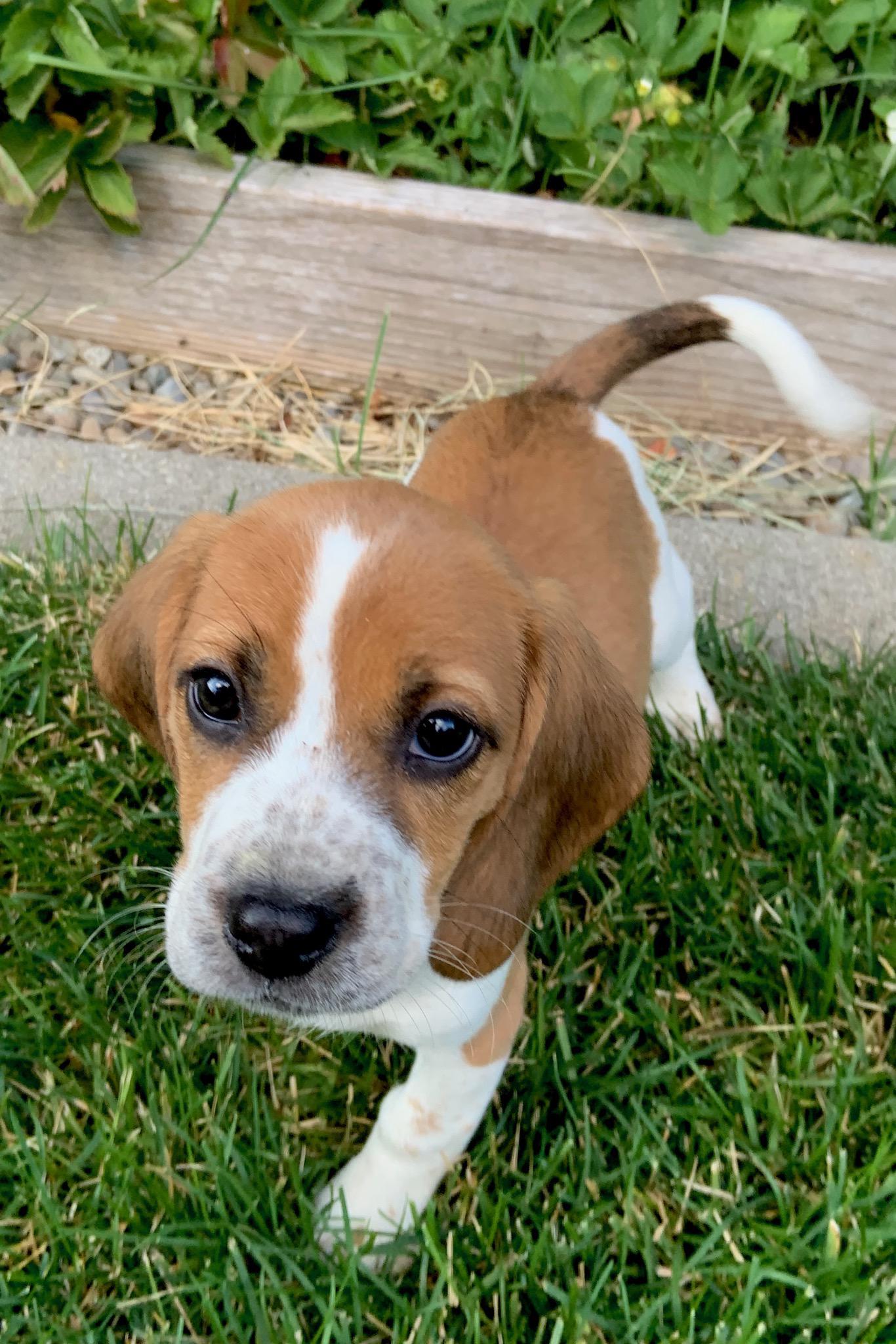 Are you my mom? Beagle Bailey, 9 weeks old r/beagle