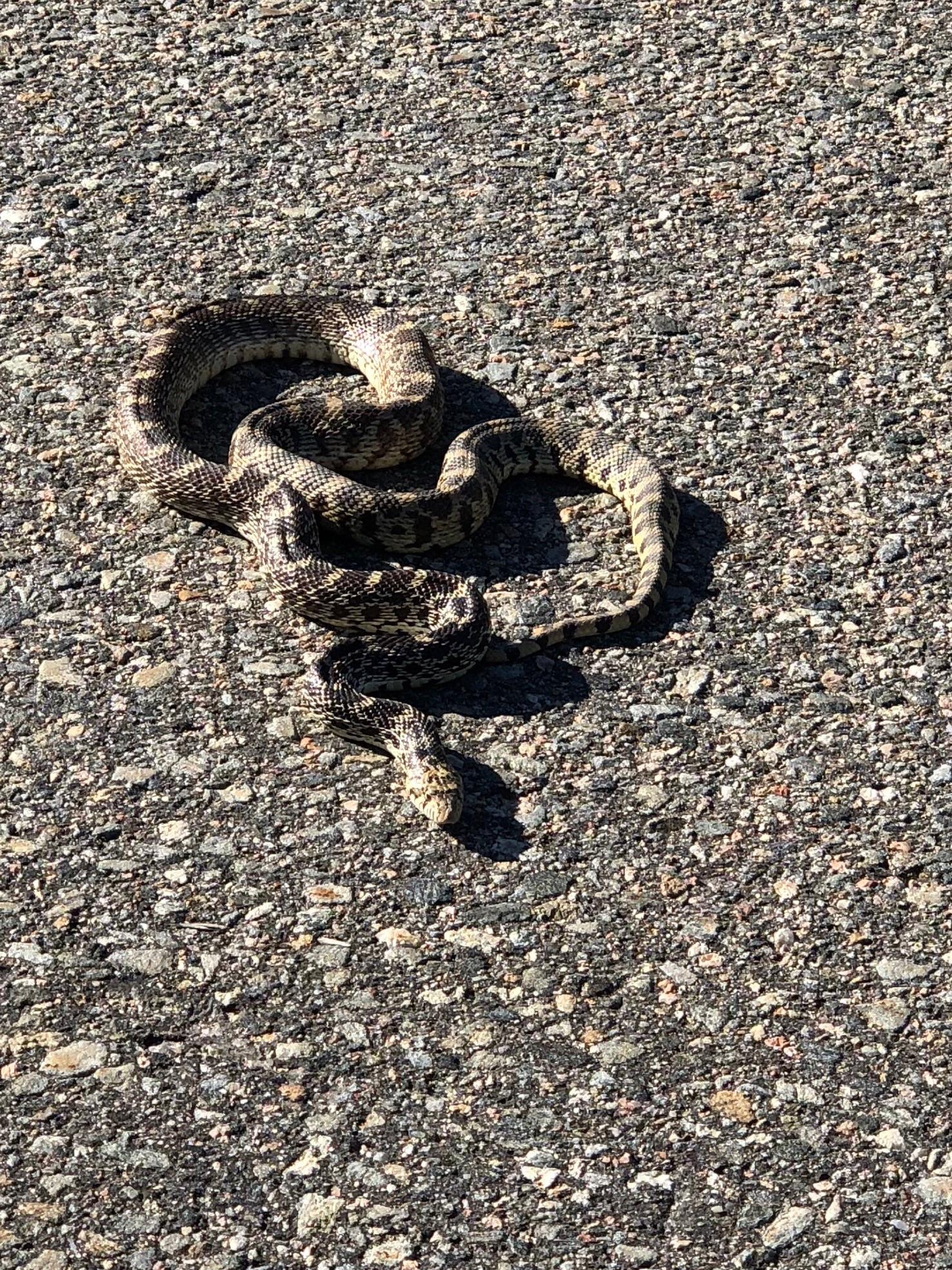 Spotted near Denver, CO. What type of snake is it? whatsthissnake