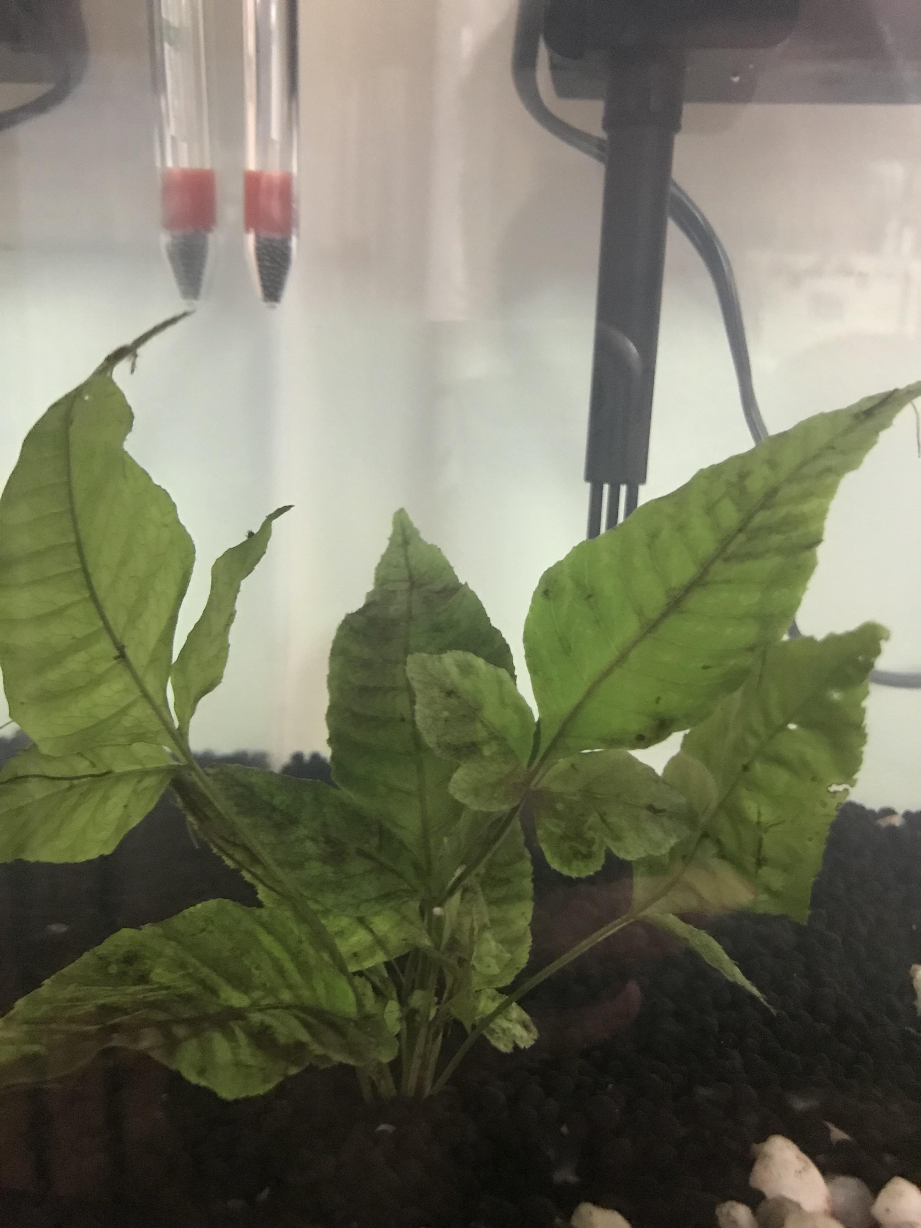 Wife picked up this plant at petco and we have no clue what it is. r